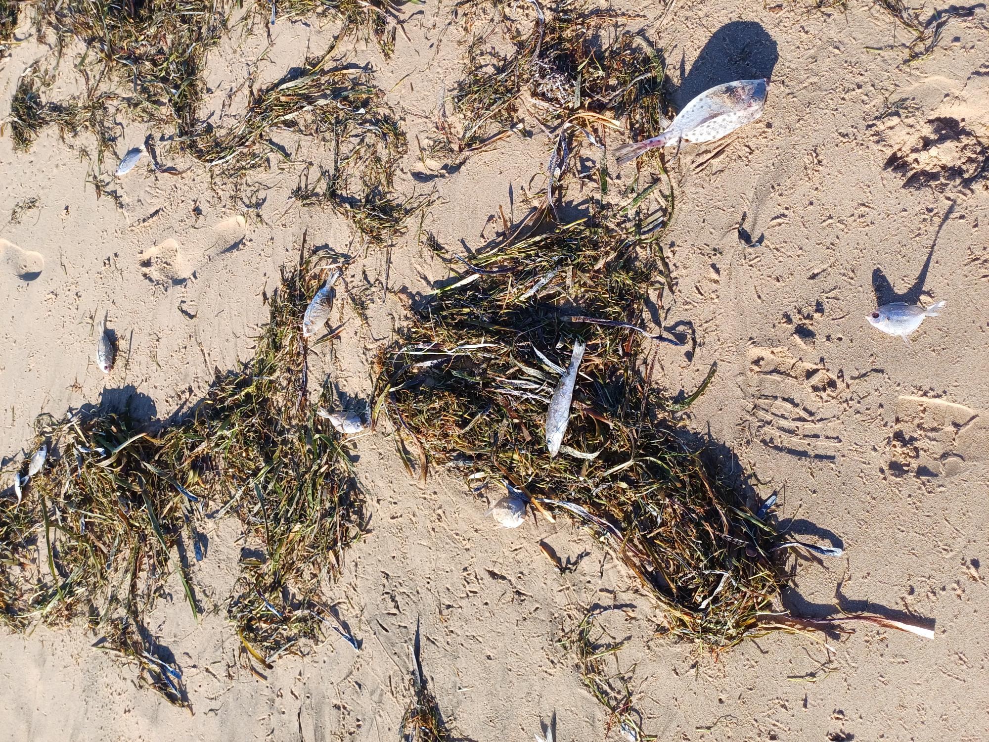 Fish kill One Mile Jetty to Pelican Point