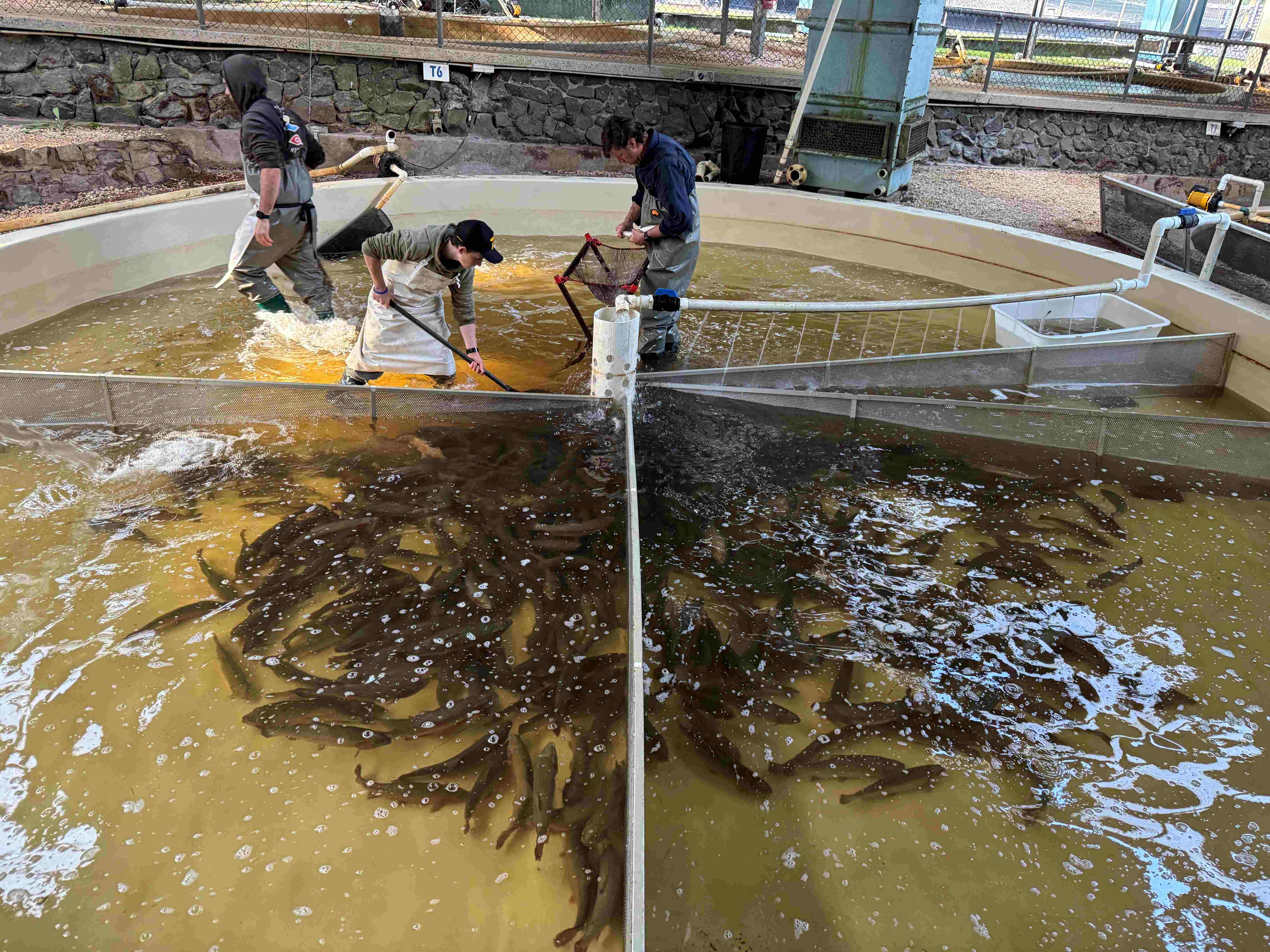 DPIRD technical staff preparing some brown trout for spawning. 