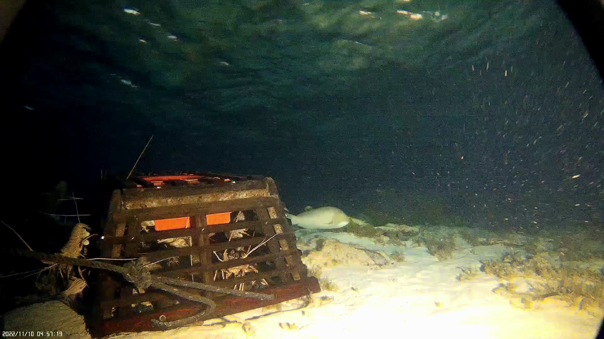 How DPIRD research is helped by research cameras