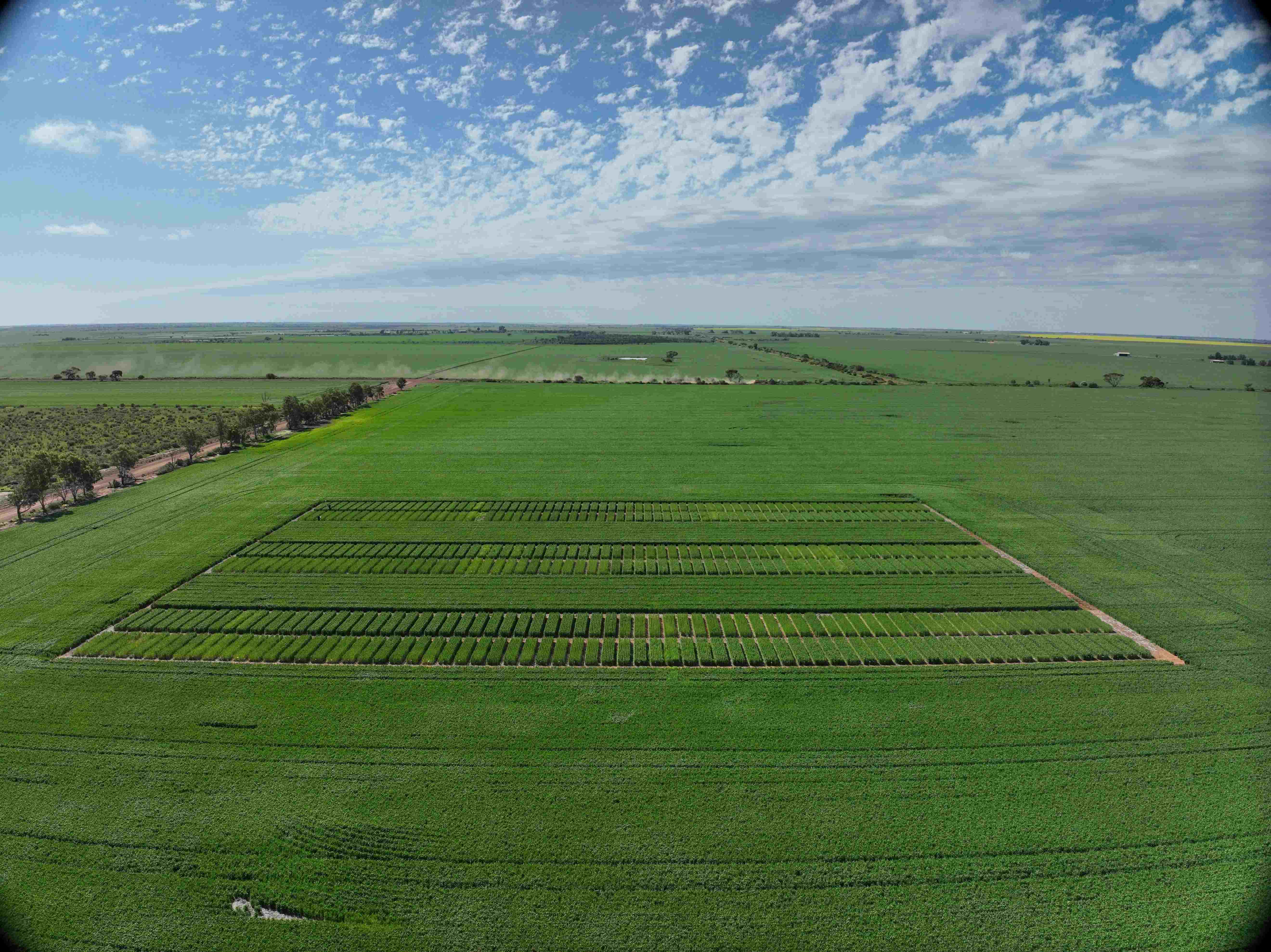 An aerial view of green trial plots.