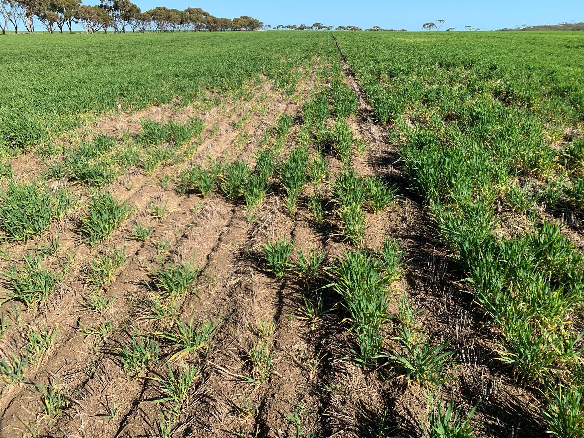 Spare tufts of green grass in a paddock.