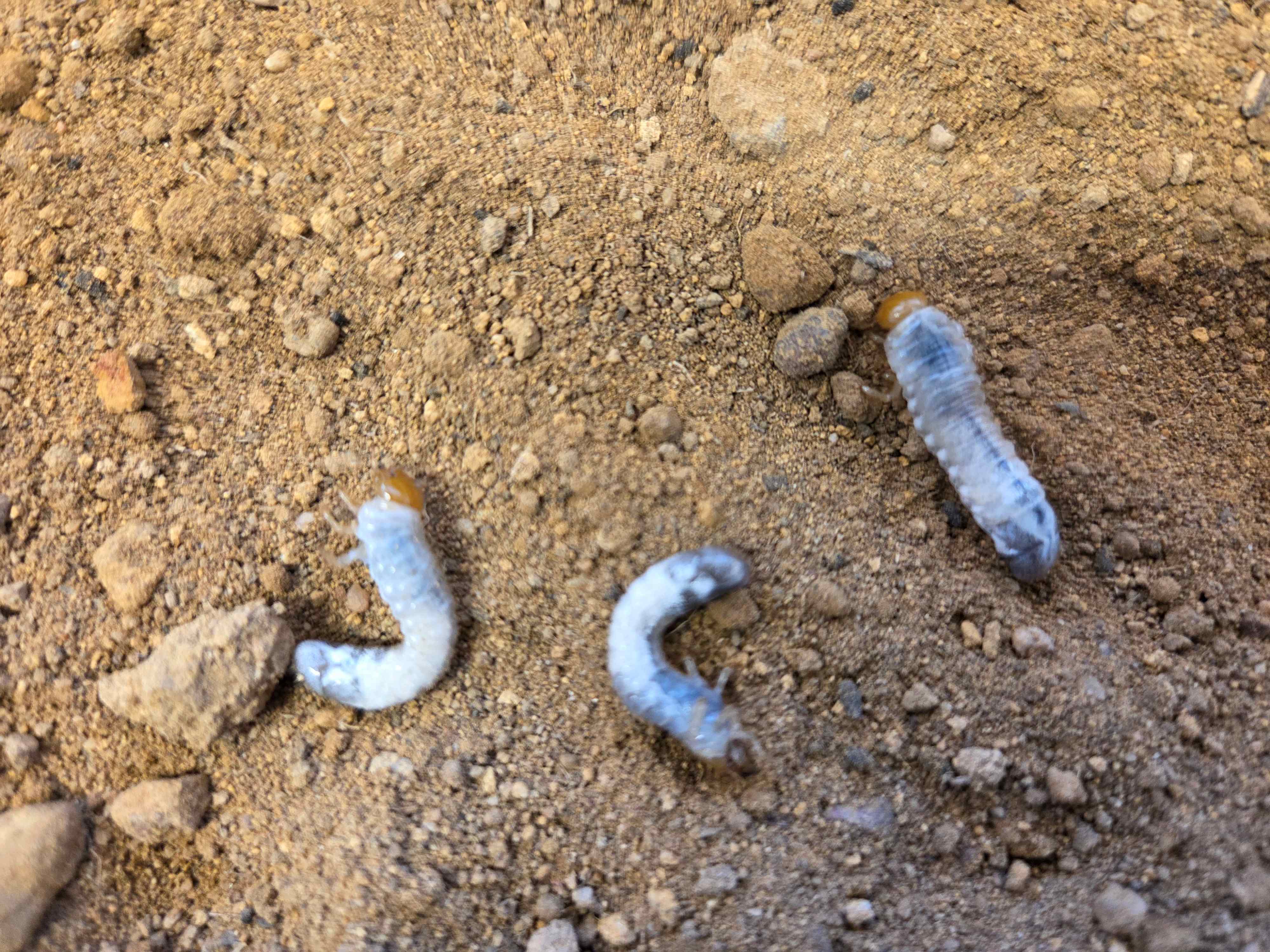Three small larvae in dry dirt.