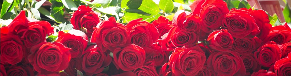 Red roses laid on top of each other ready to be given out