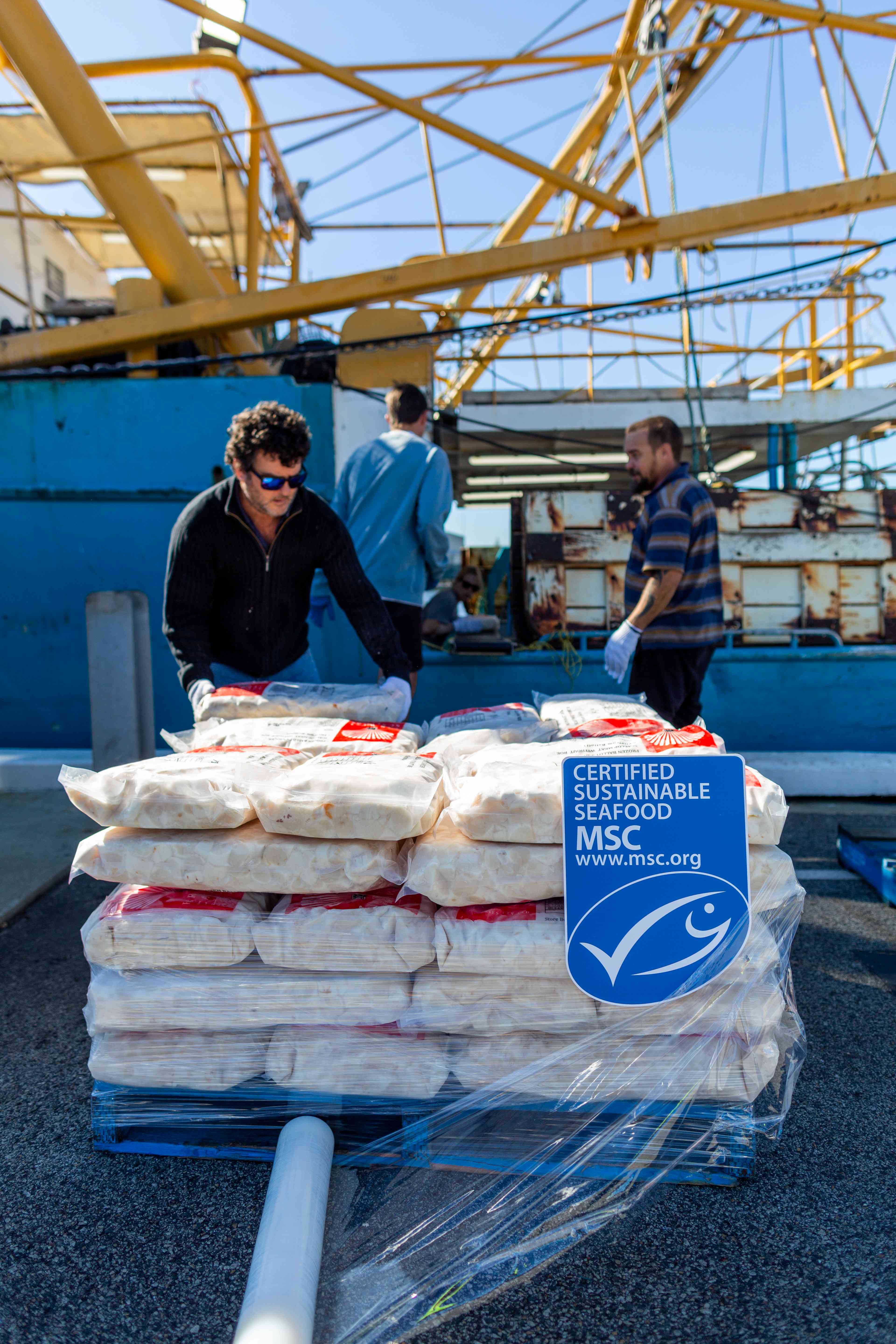 scallops fishery boat unloading