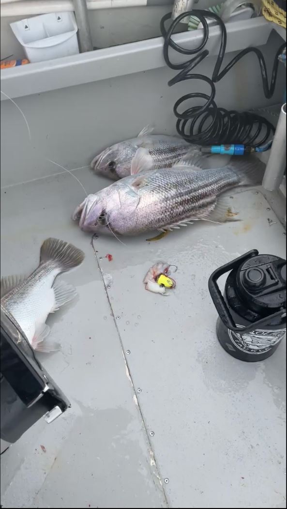 Some of the eight demersal finfish that were found strewn about the boat