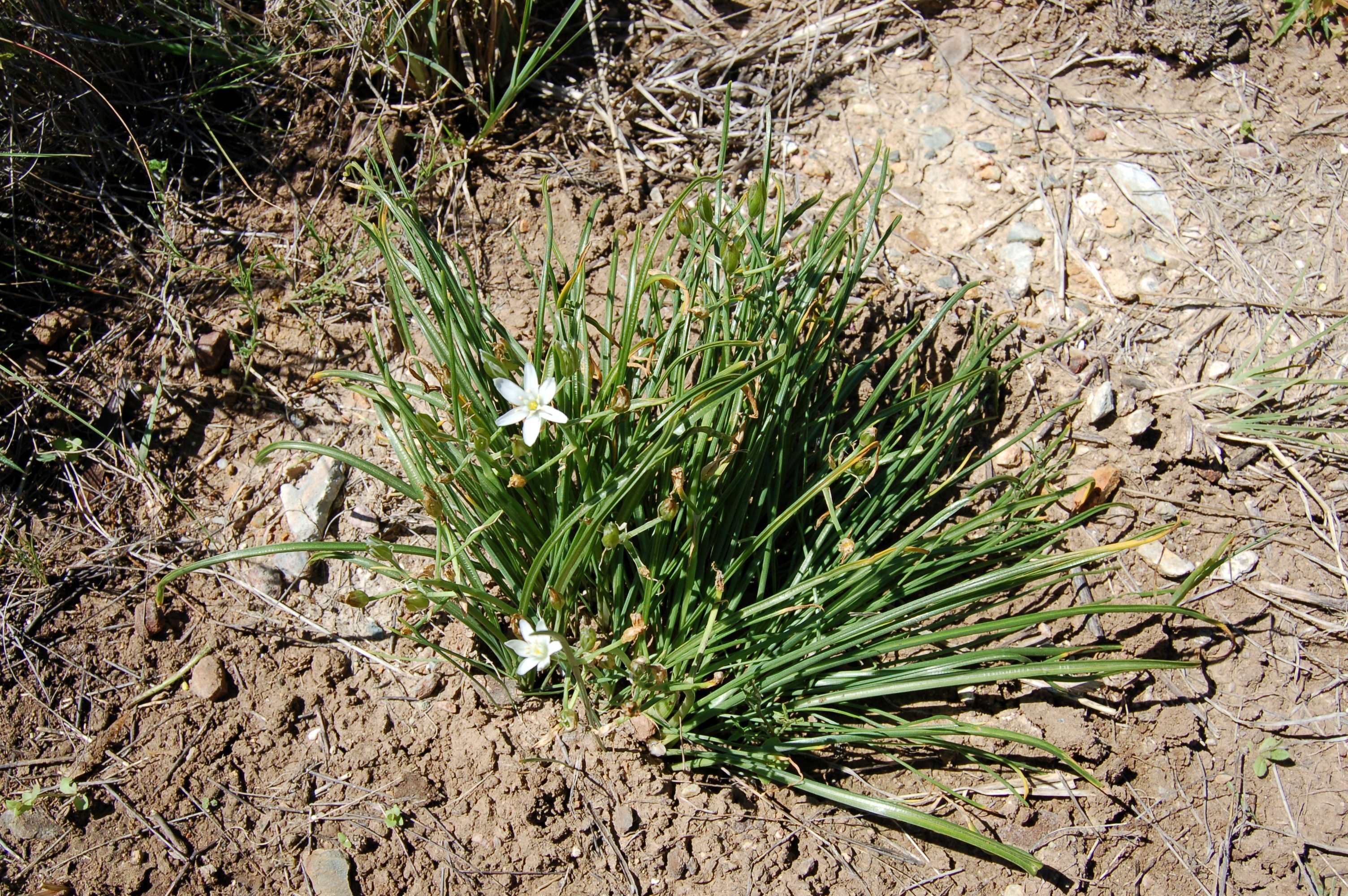 A tuft of fine strappy grass with tiny white star-shaped flowers.