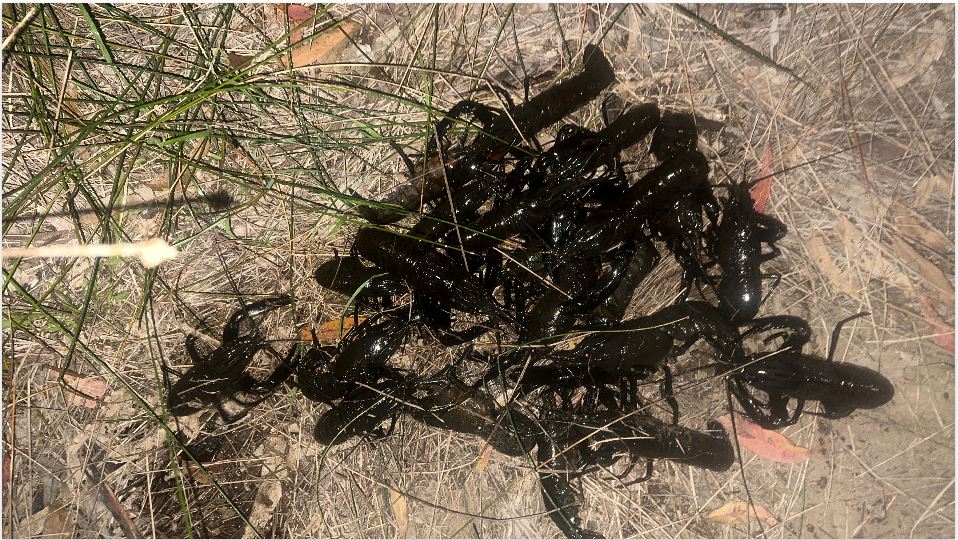 The illegally caught marron haul was returned to the river 