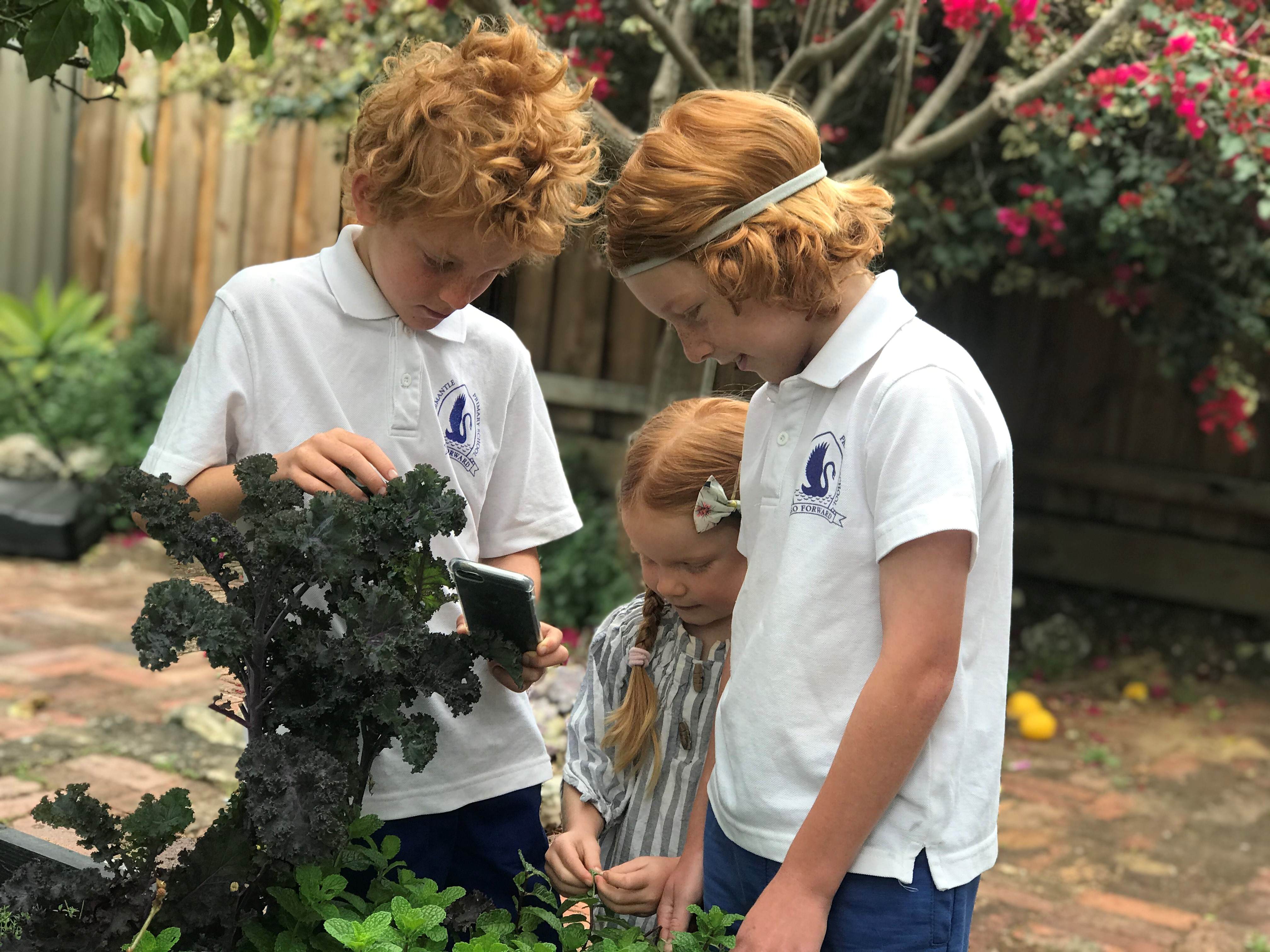 Two boys and a girl taking a photograph of a plant with a mobile telephone.
