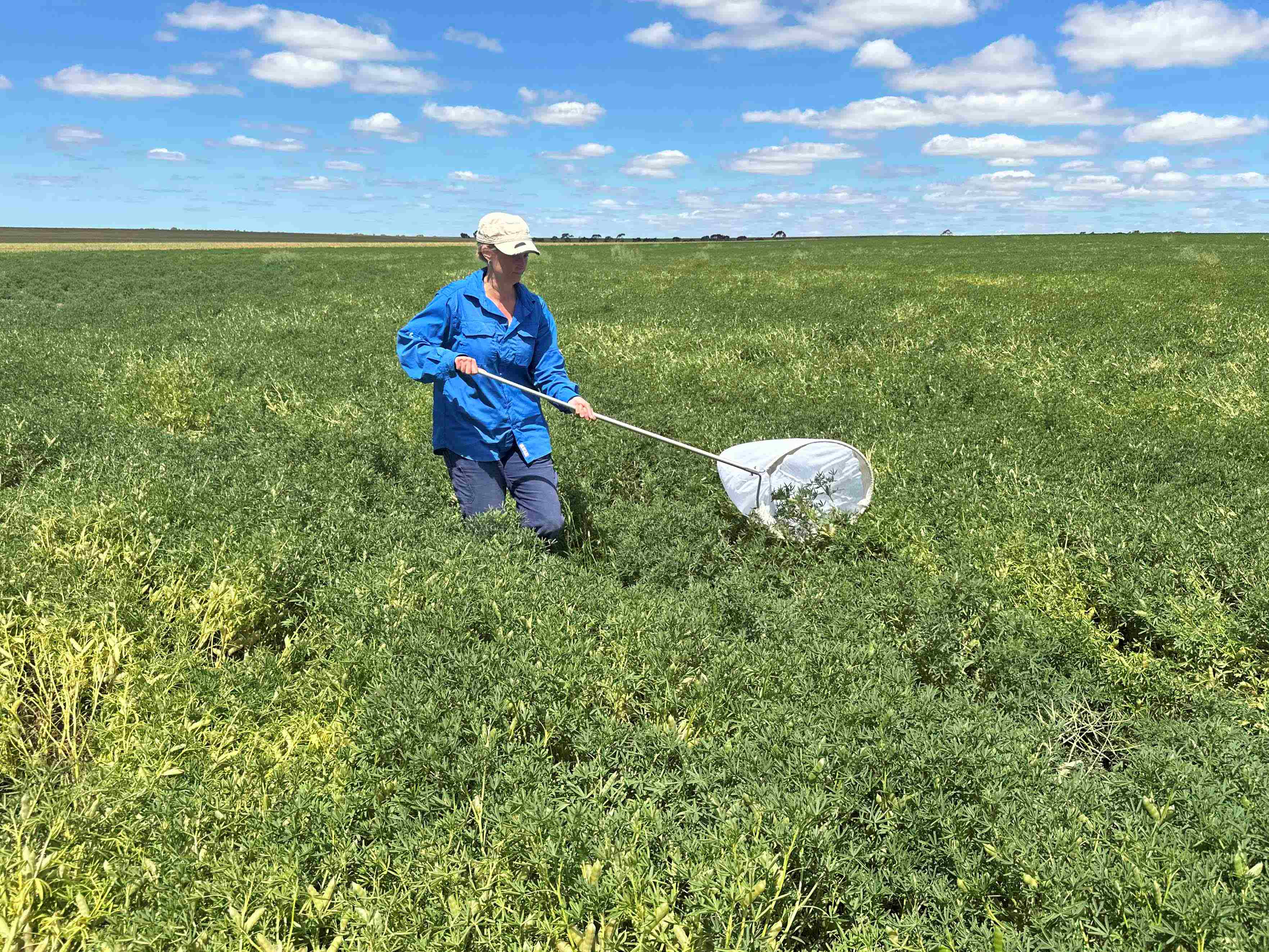 A woman with a sweep net in a canola paddock.