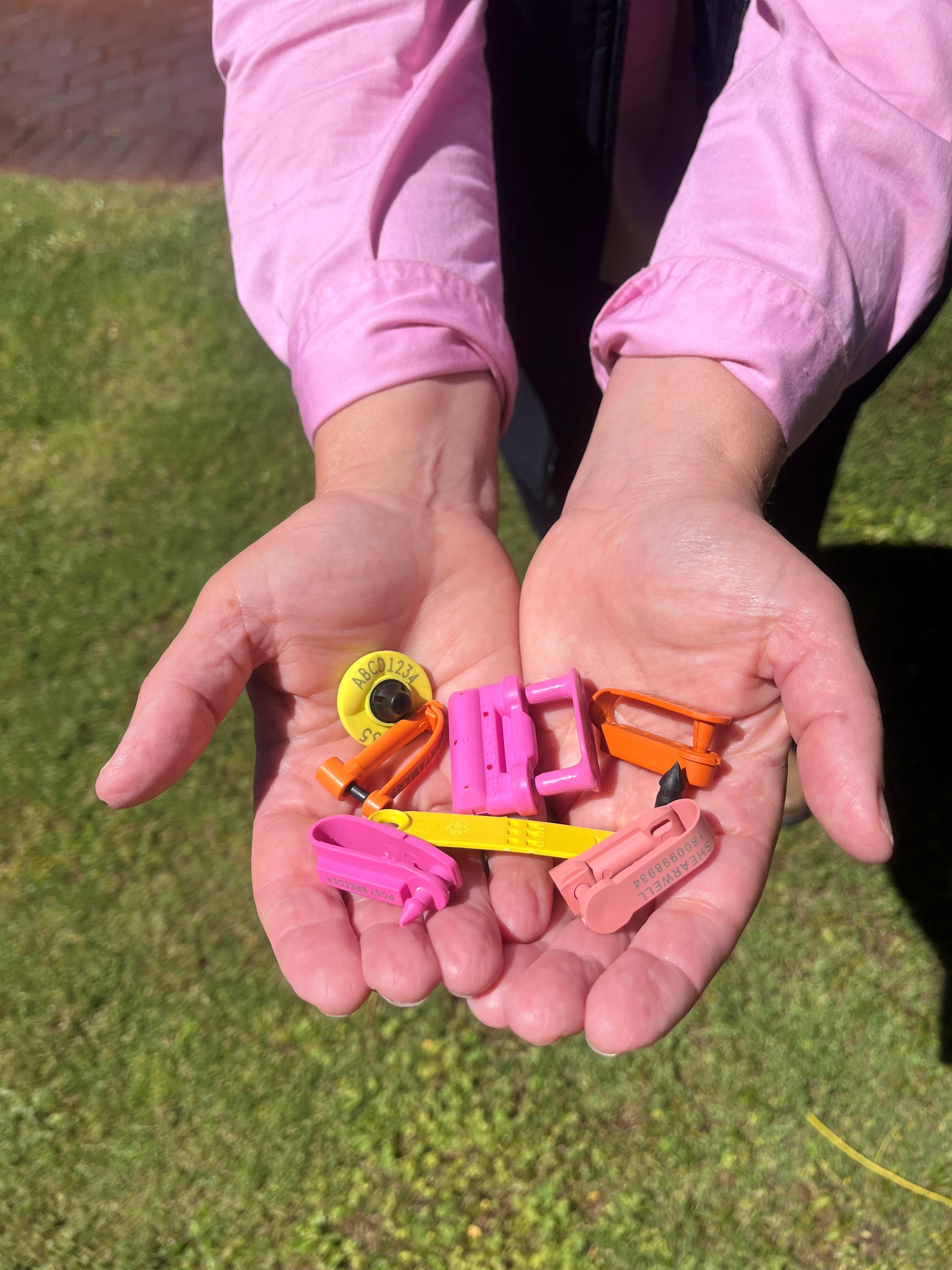 Two hands holding colourful ear tags.