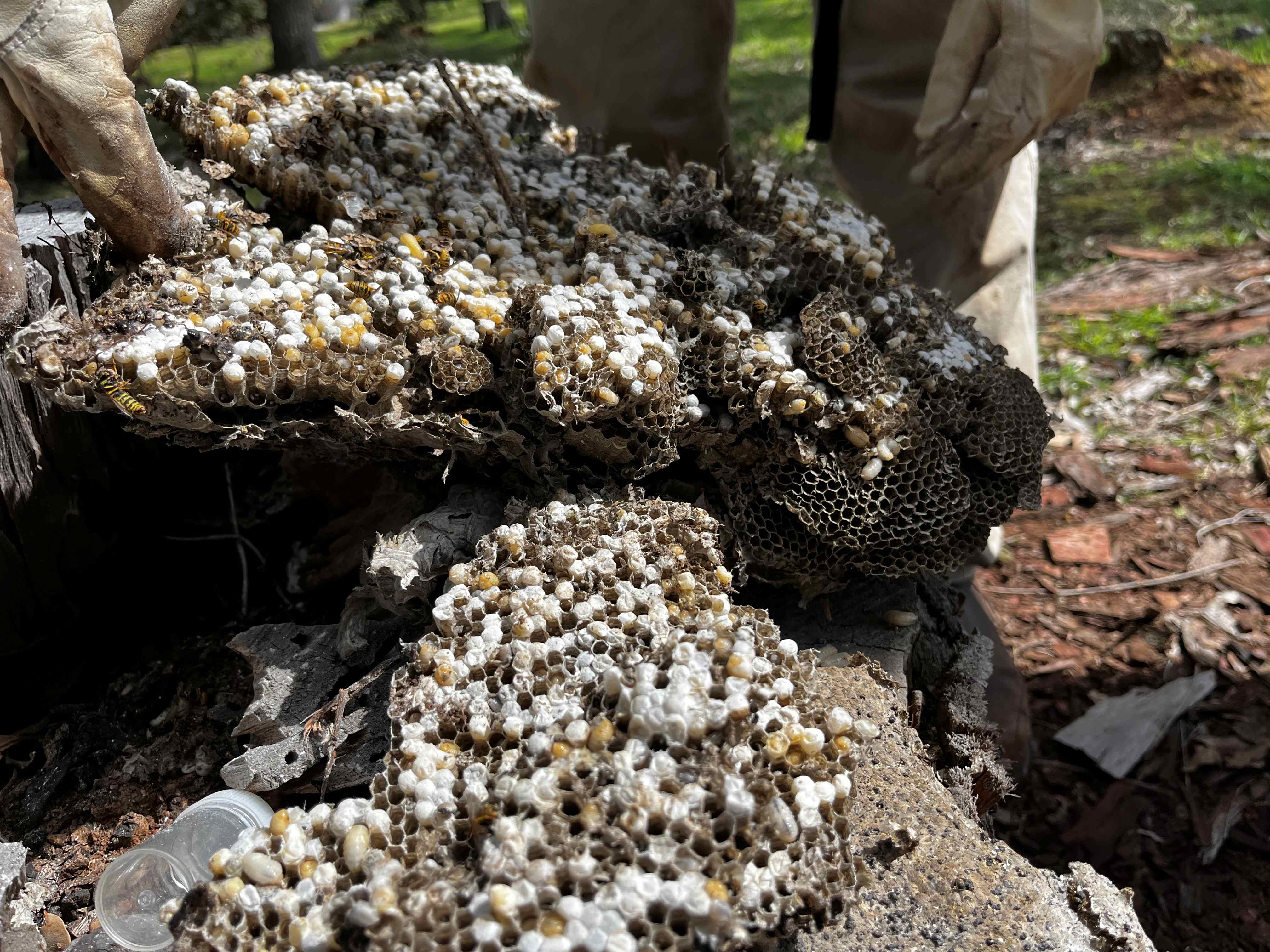 European wasp nests on a log with the legs of a person behind.