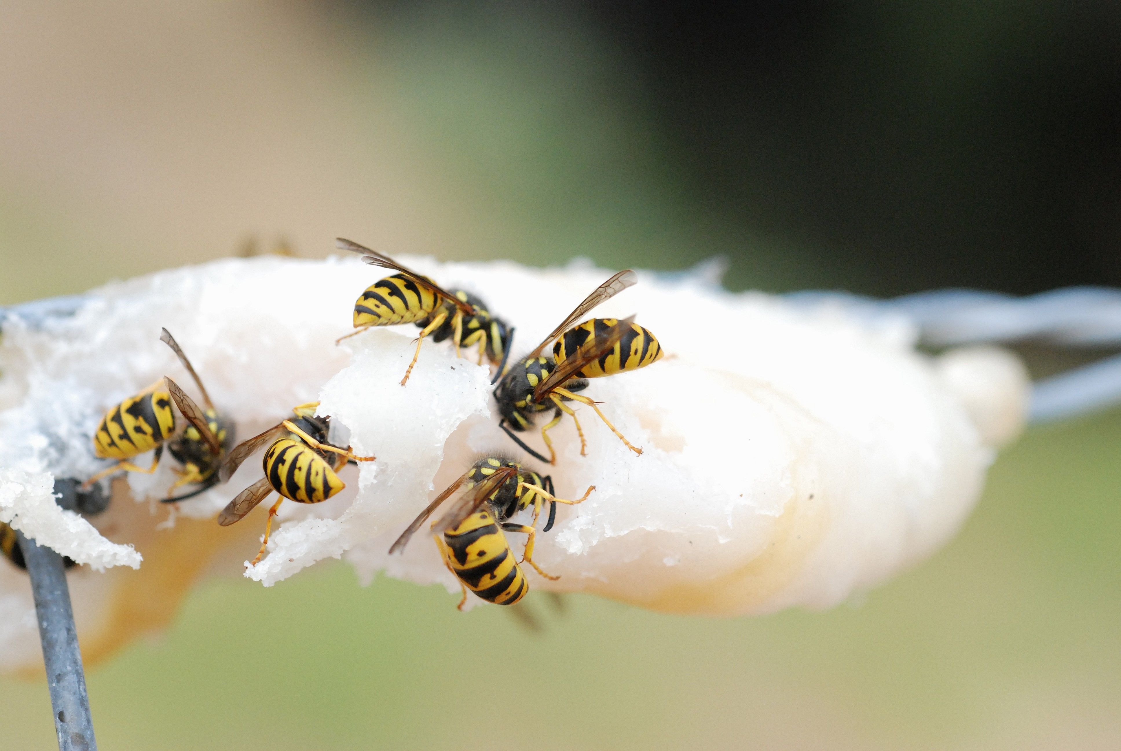 Five black and yellow striped wasps on a white lure in a fence.