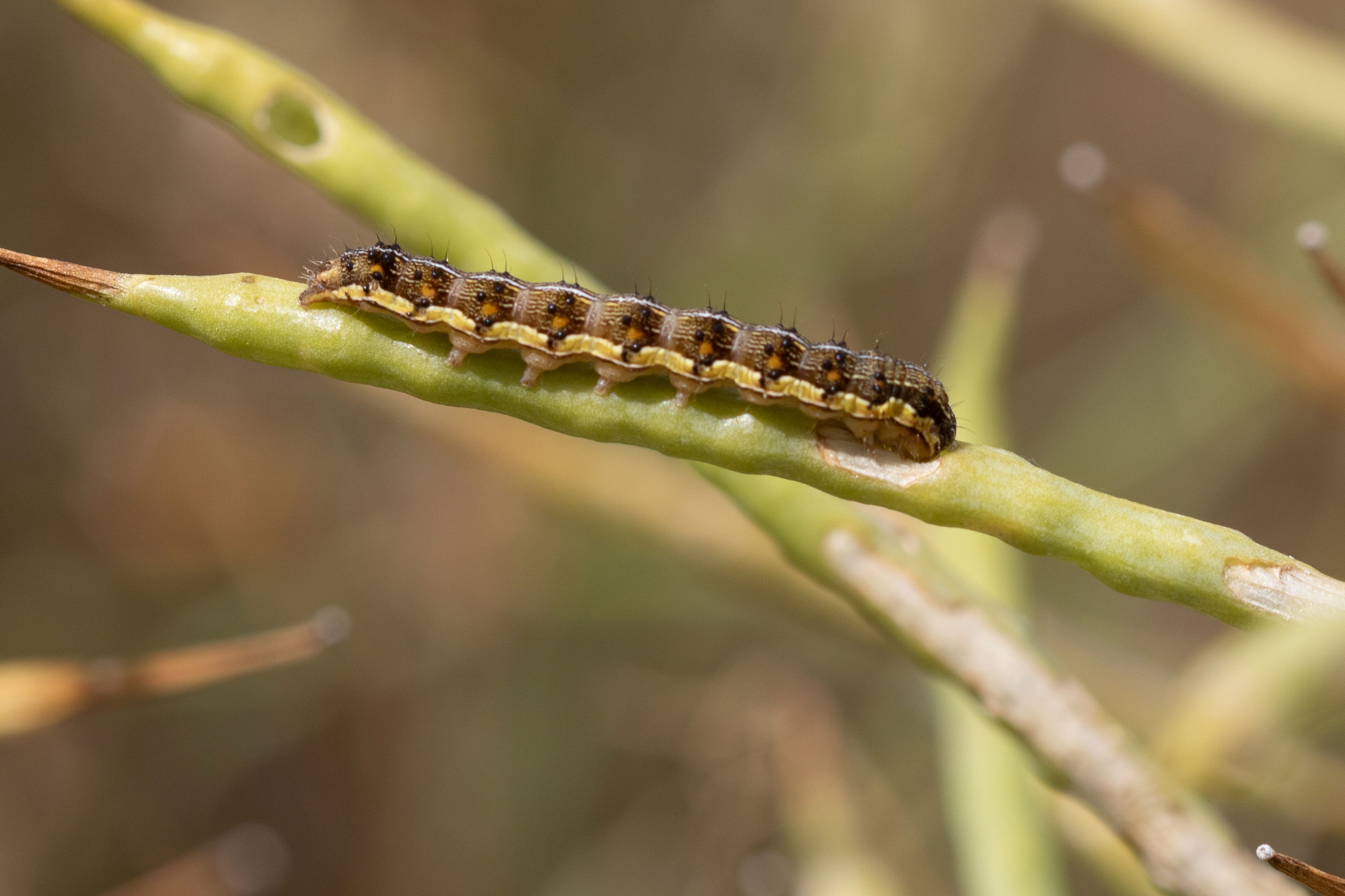 A caterpillar on a plant pod.