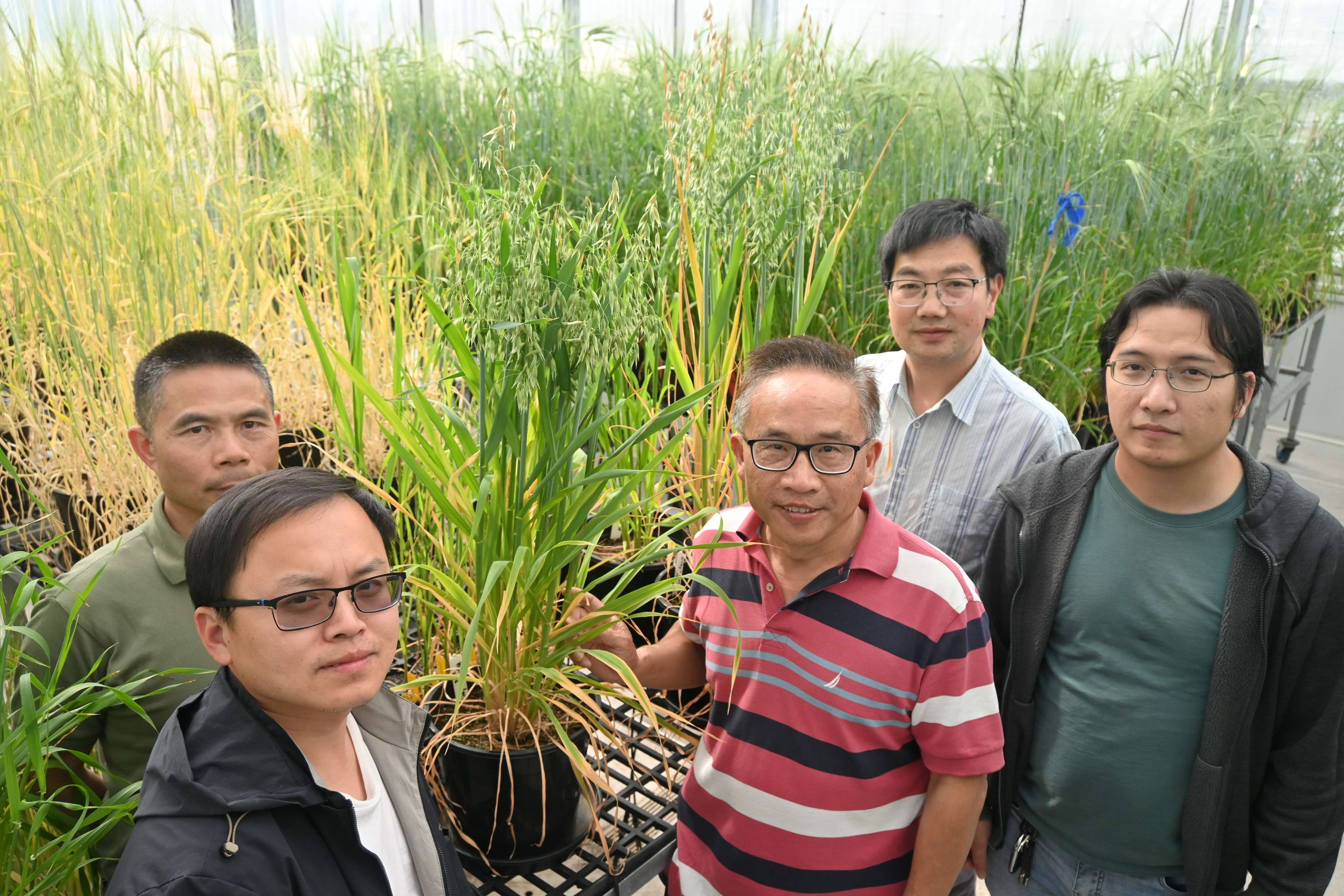 A group of men in a glasshouse with oat plants.