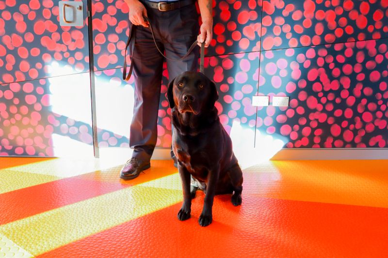 A prison guard stands in front of a brightly coloured wall with a drug detection dog