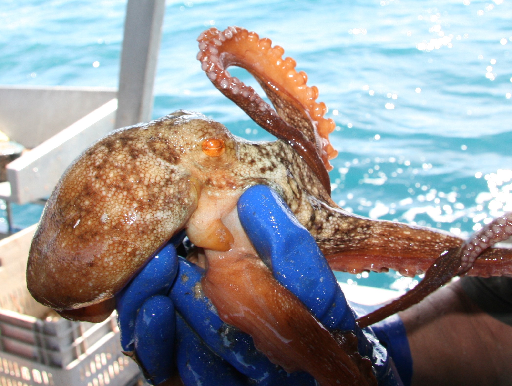 Australia's fastest growing fishery, Western Rock Octopus