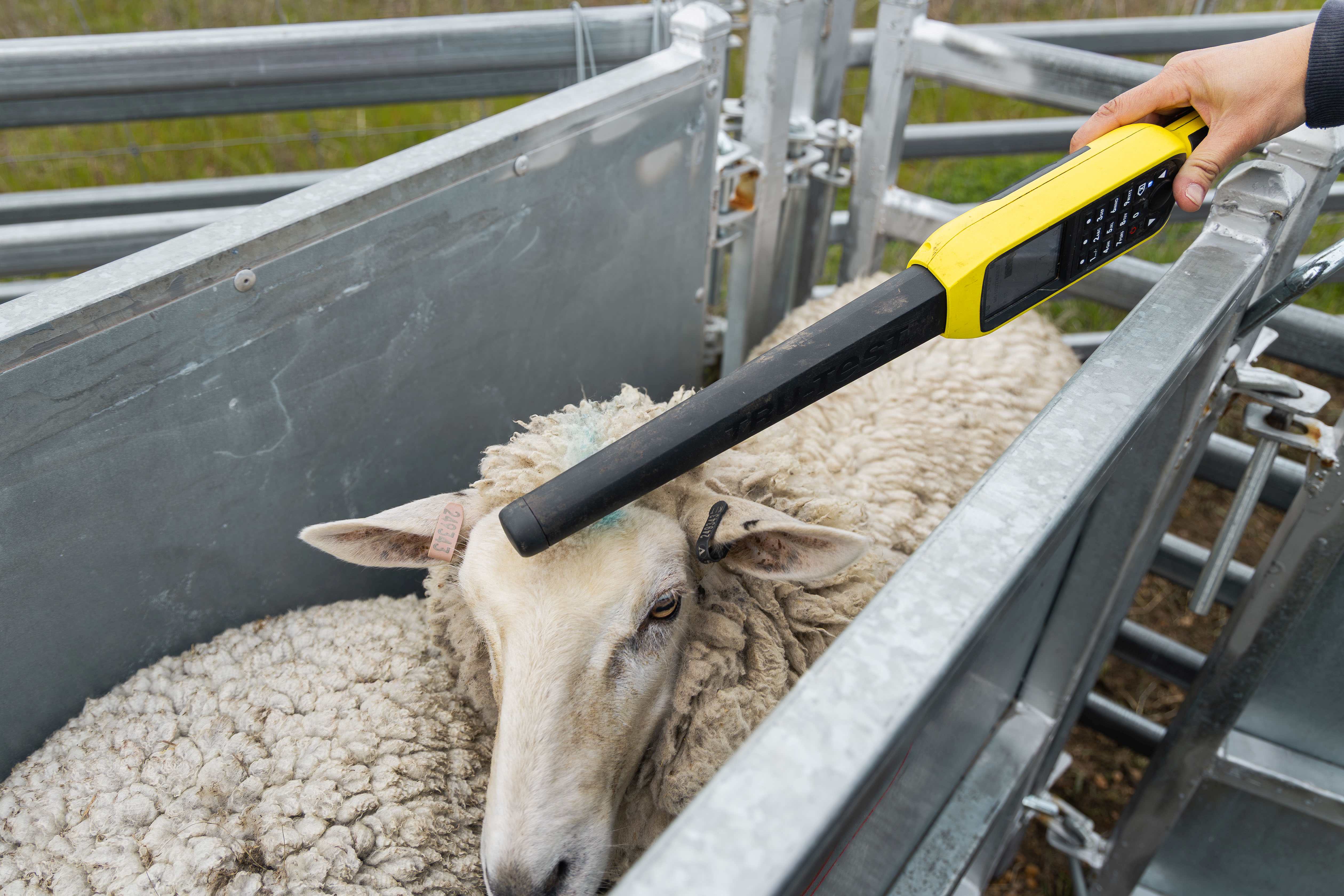 A measurement wand pointing at a sheep's ear tag. 