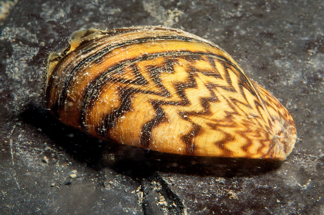 Zebra mussel