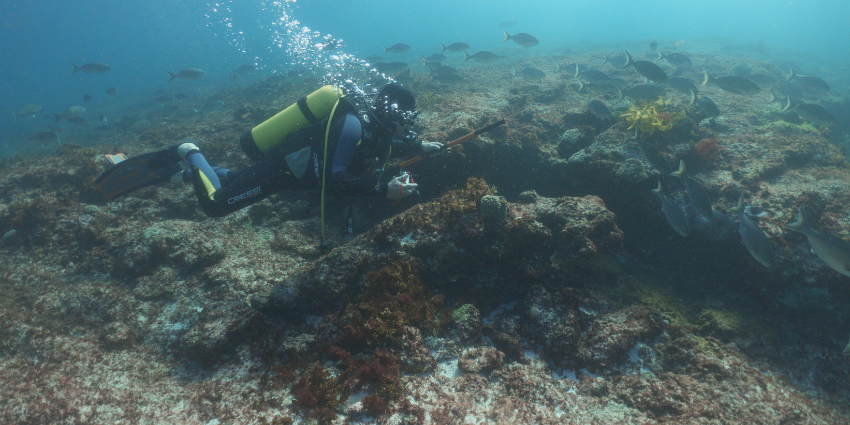 A diver swimming in the ocean