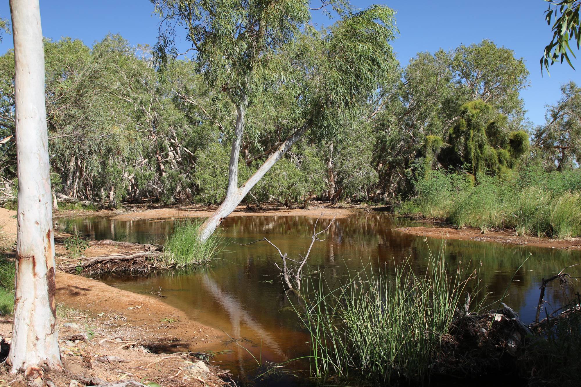 Collaboration for Weed Management at Tharra