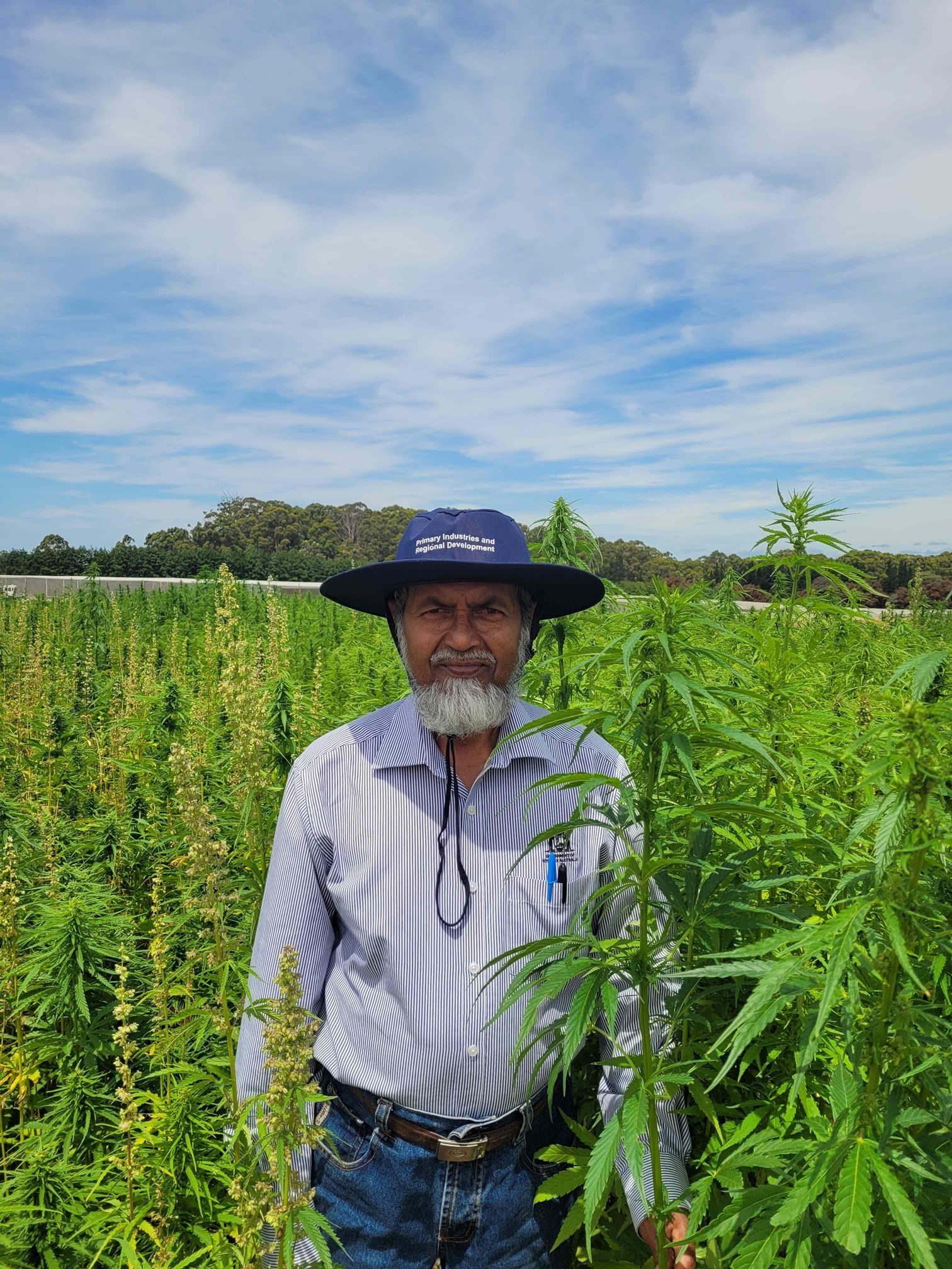 A man standing in a tall stand of hemp