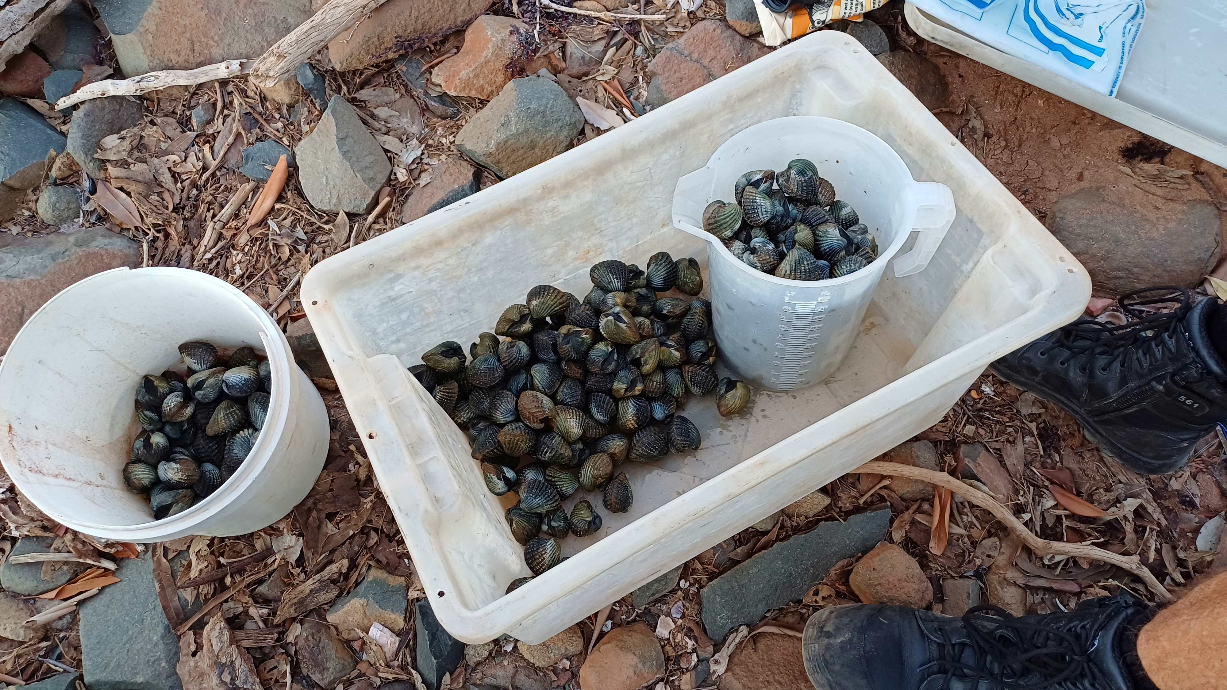 The offender had five times over the allowable limit of ark shells.