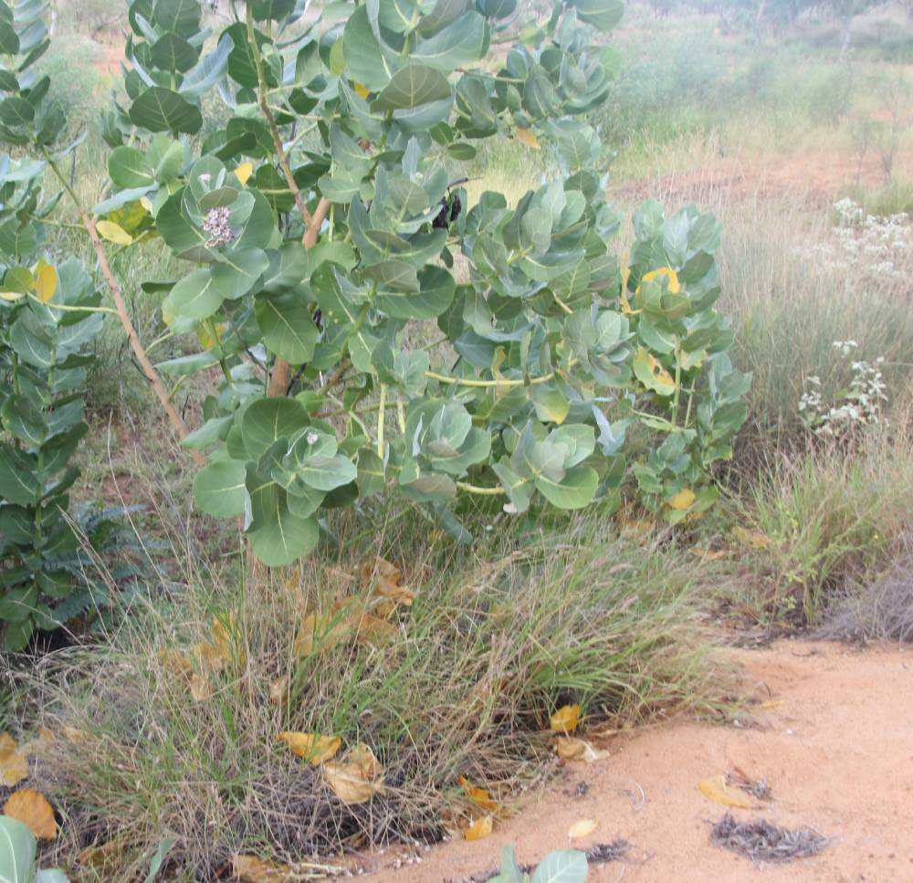 Weed management at Tharra