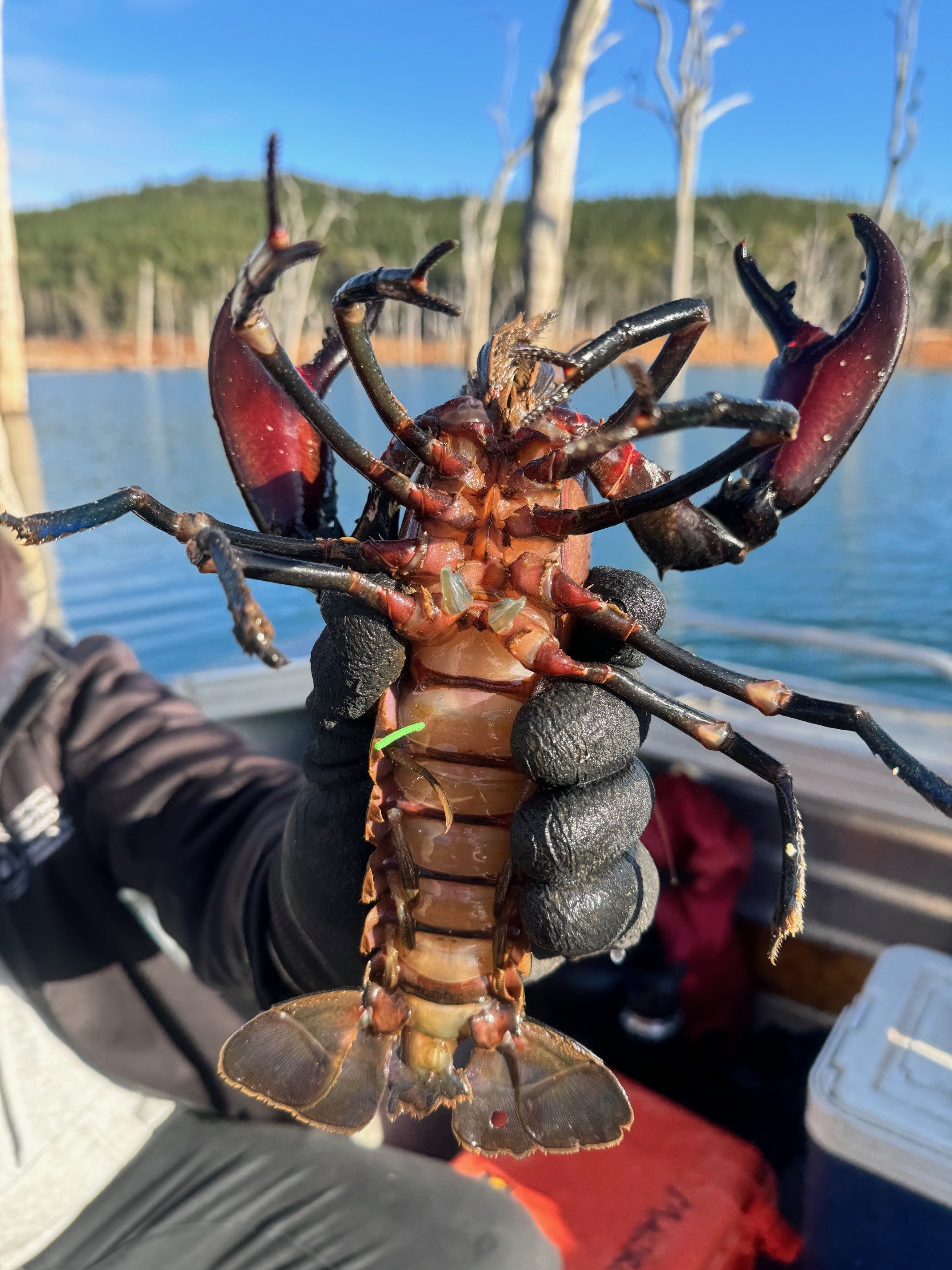 Send tag details to research.survey@dpird.wa.gov.au