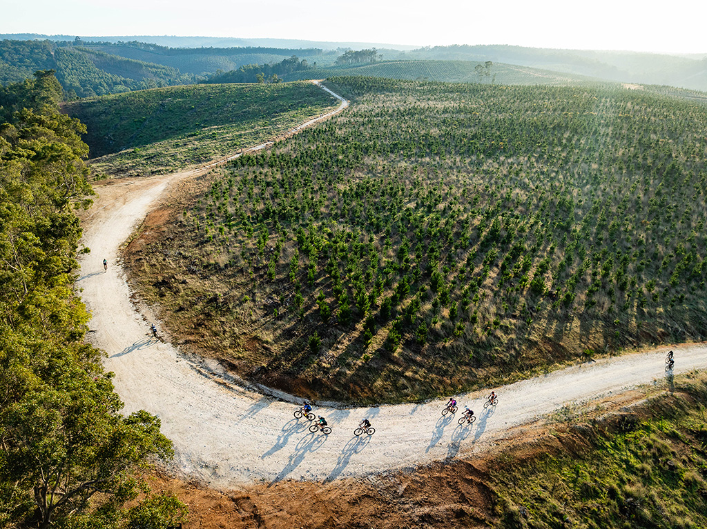 Bike race in pine plantations 
