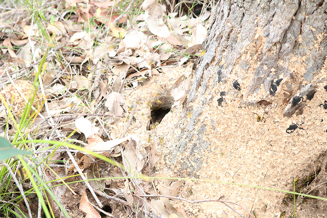 A European wasp nest removed last week from Kanga’s Rock in Mira Mar, Albany by the Department of Primary Industries and Regional Development.
