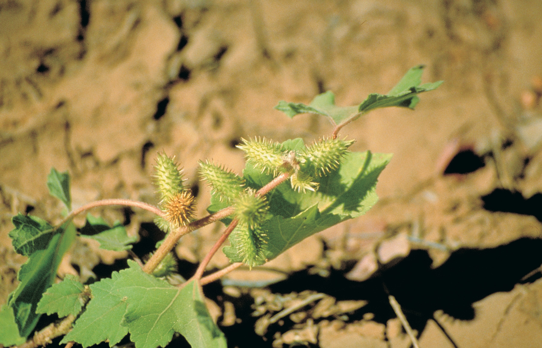 The declared plant Noogoora burr is being targeted in a joint surveillance operating at Lake Joondalup.