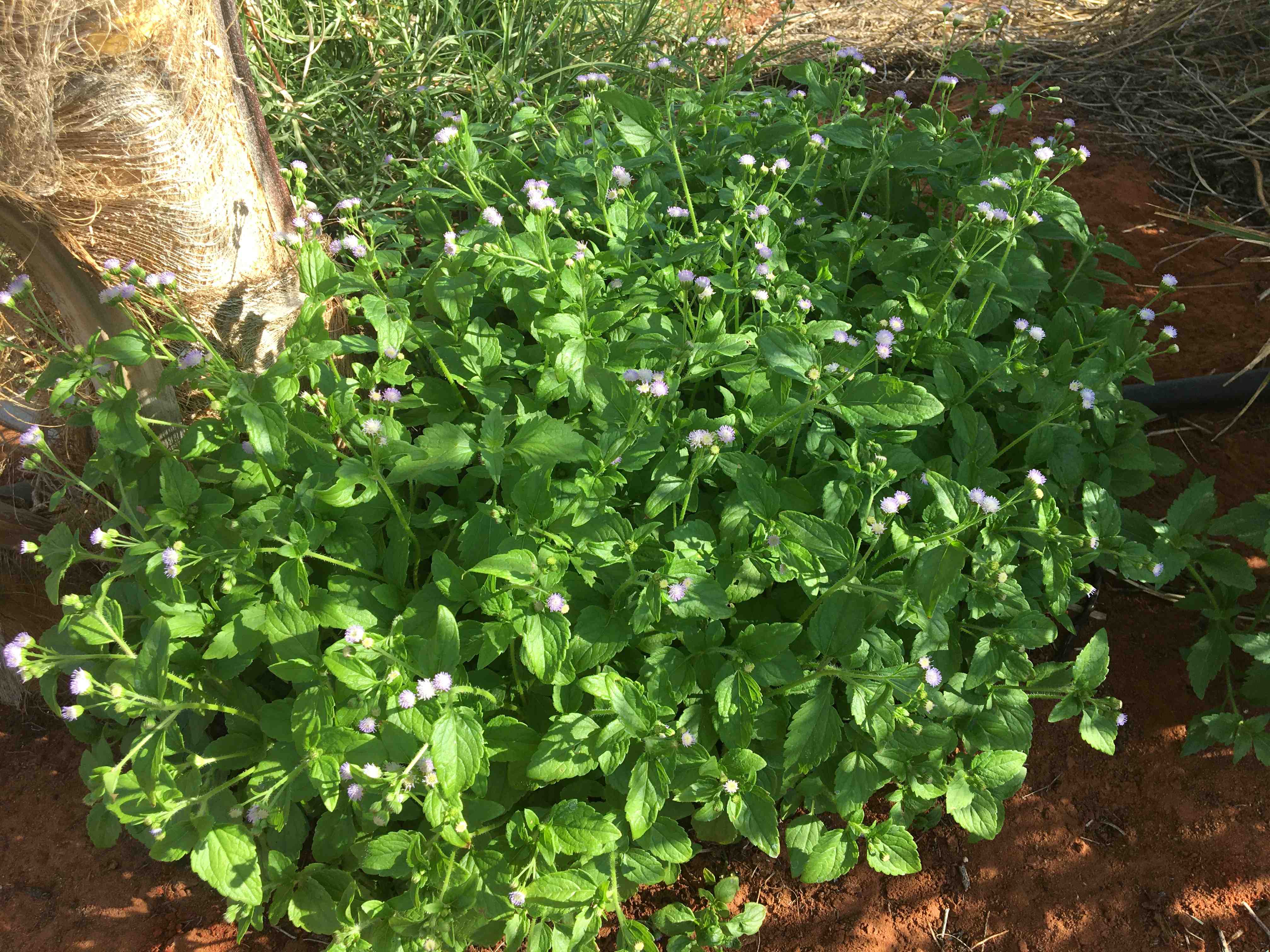 A small bushy shrub with purple flowers.