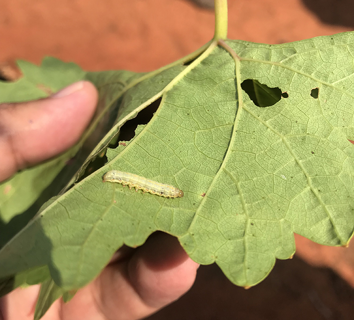 Horticulture growers have been urged to take action to prevent cluster caterpillar resistance and damage to horticulture crops.