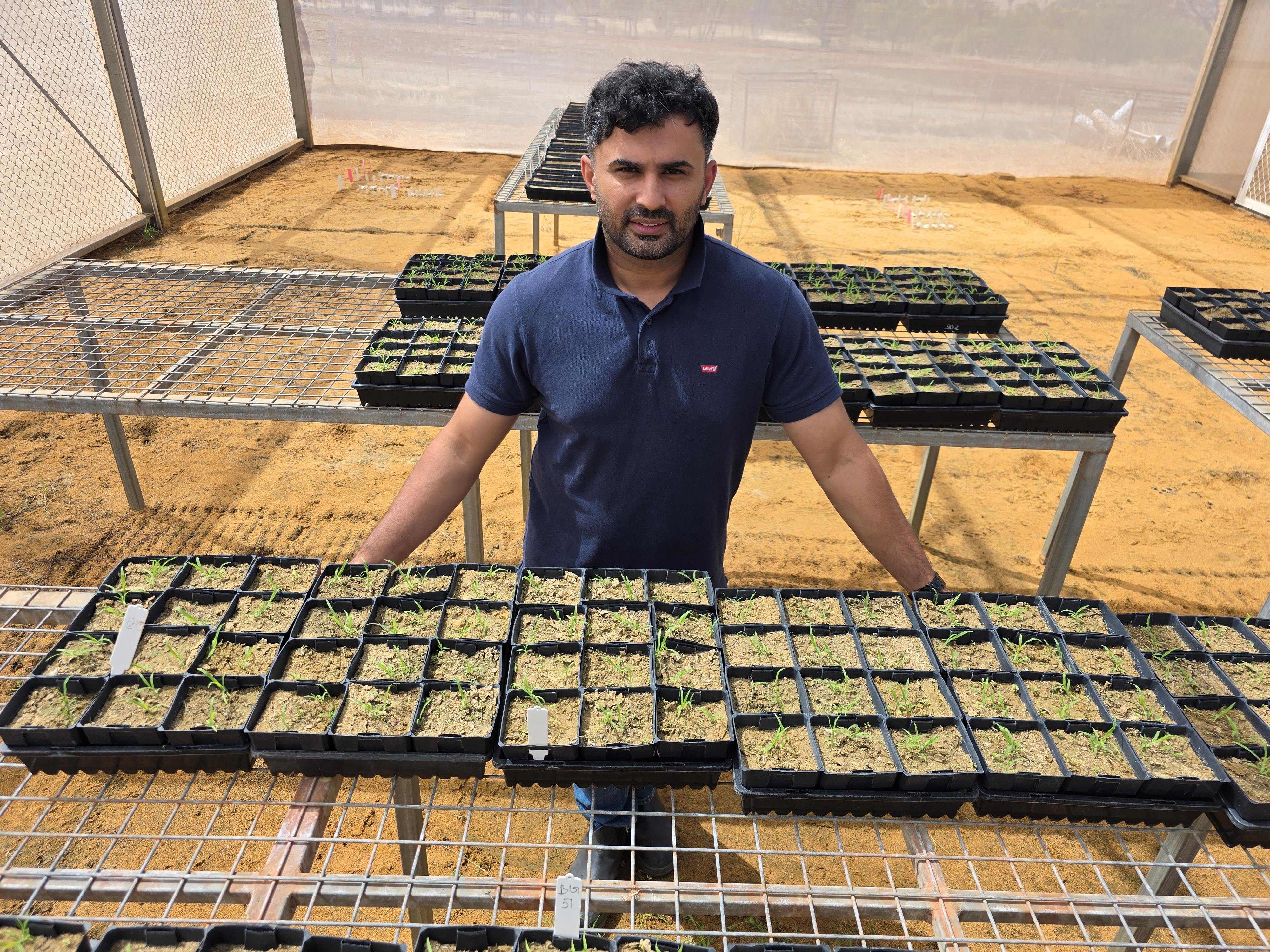 Grains Research Updates 2026 Dr Arslan Peerzada