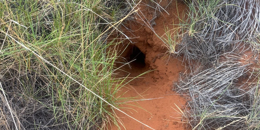 Entrance to a bilby burrow in red sandy soil, surrounded by dry grass and scrub.