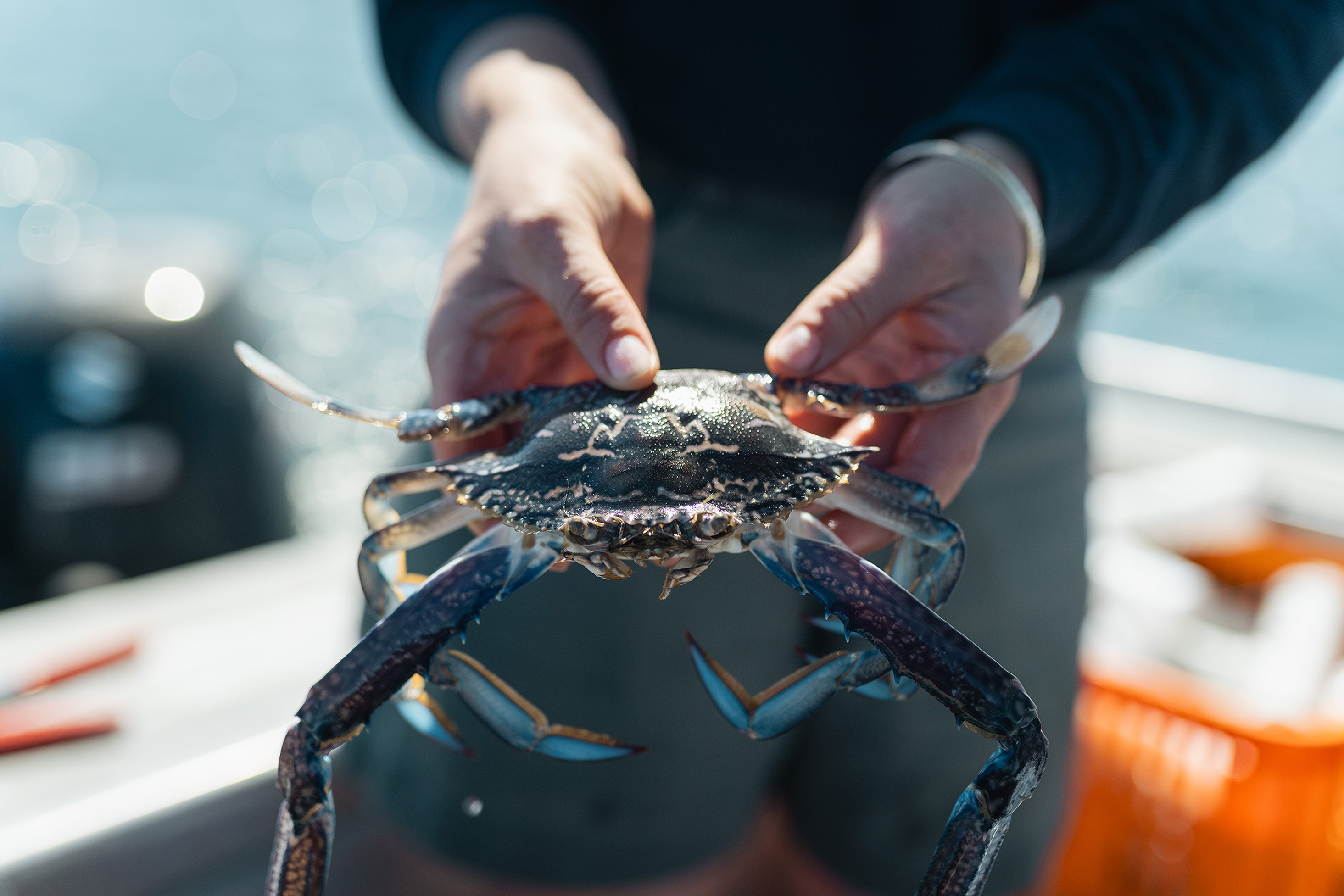 Recreational fishers are encouraged to take part in the public consultation process to simplify rules for catching blue swimmer crabs in the West Coast bioregion.