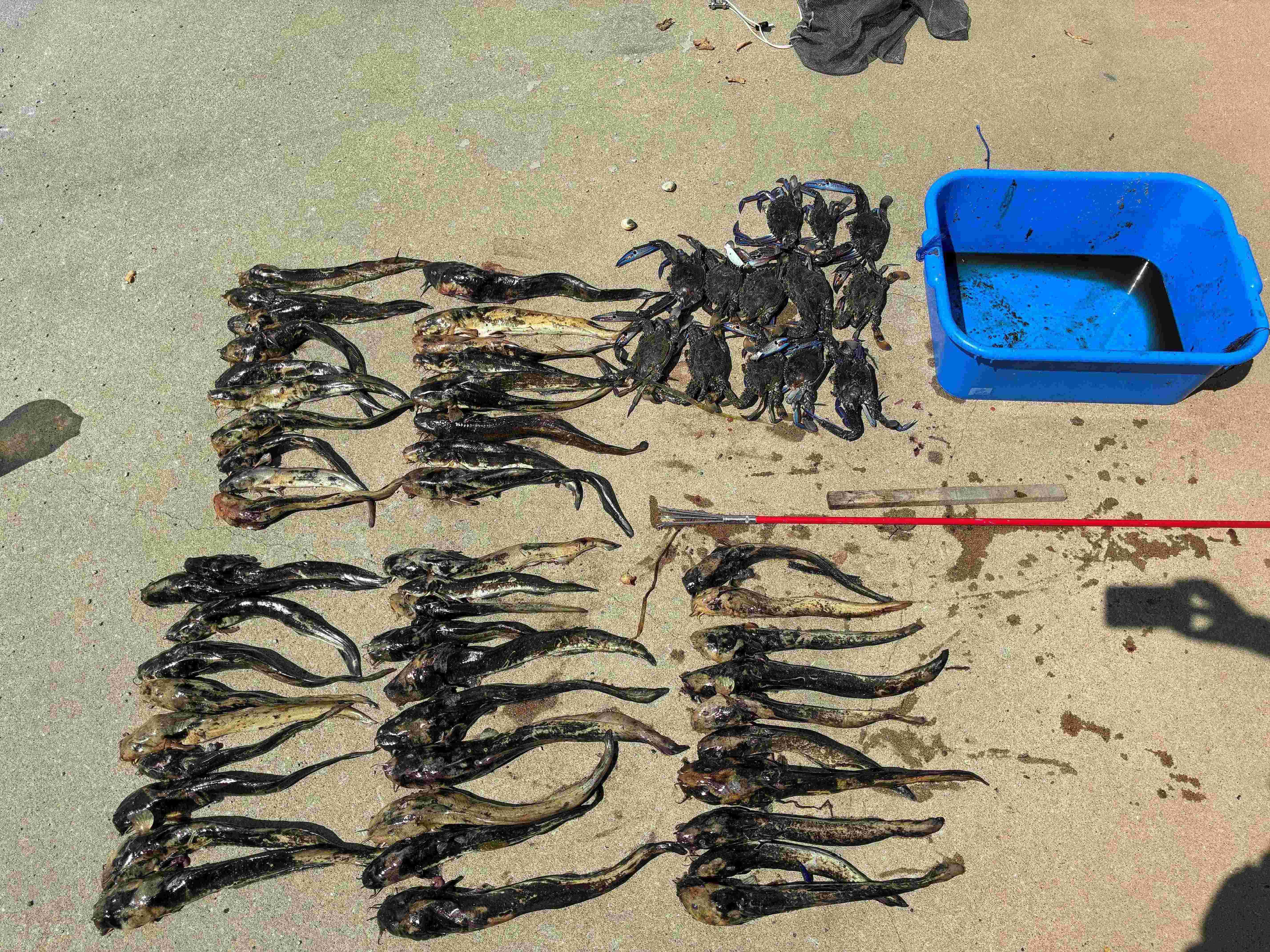 A suspected illegal haul detected by DPIRD Fisheries officers