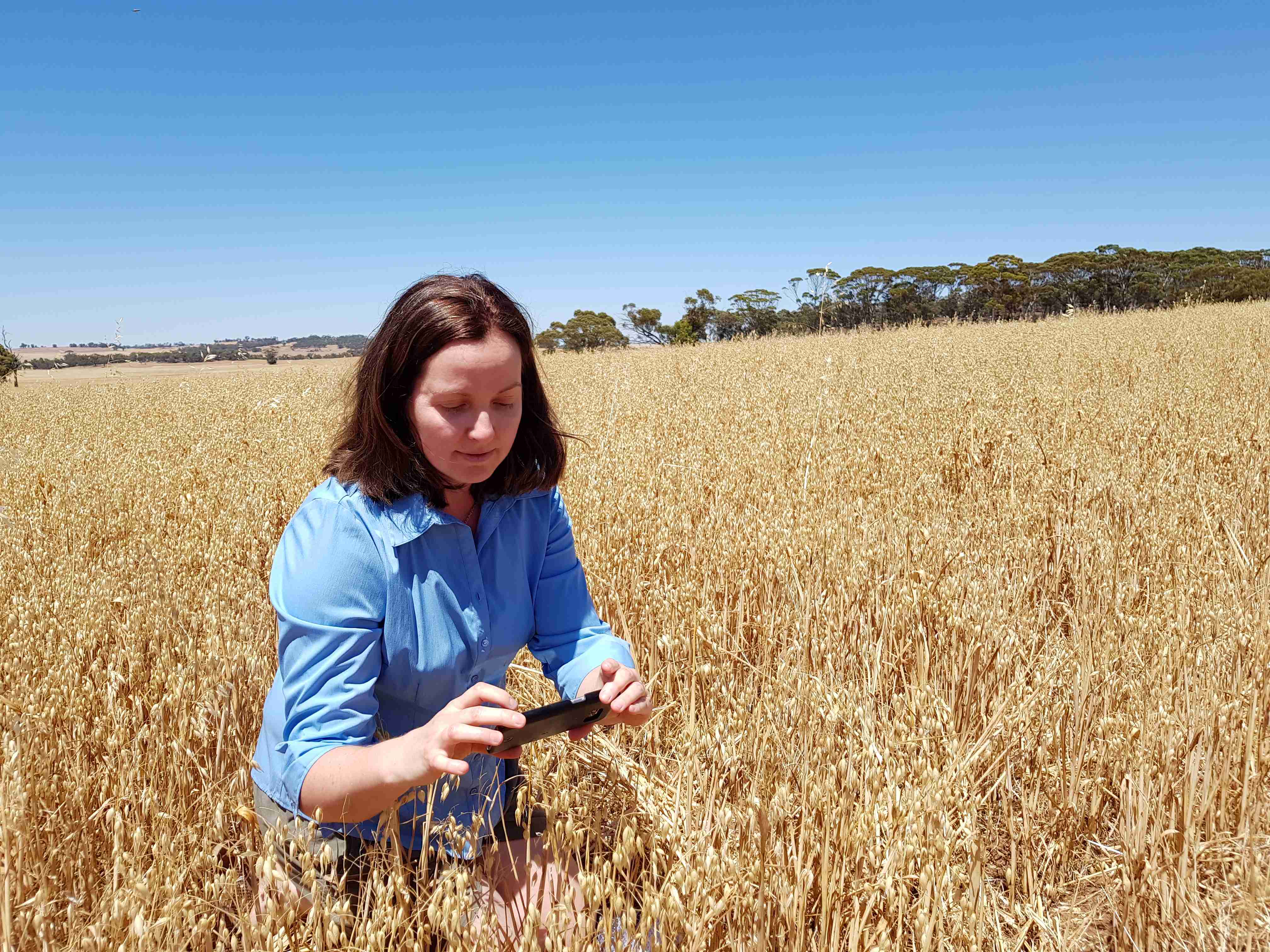 A woman crouching in a dry grains crop taking a photograph with mobile phone. 