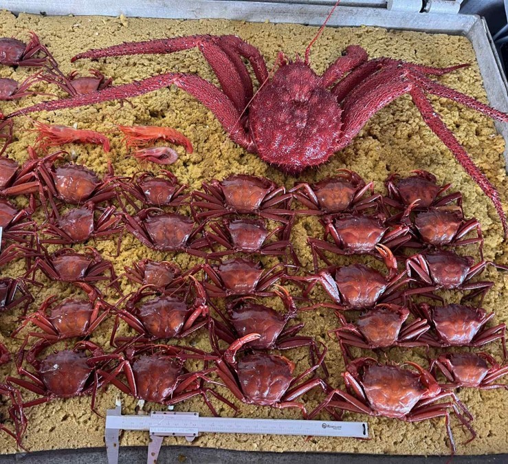 Researchers found potential new species to expand the Deep-Sea Crustacean Managed Fishery 