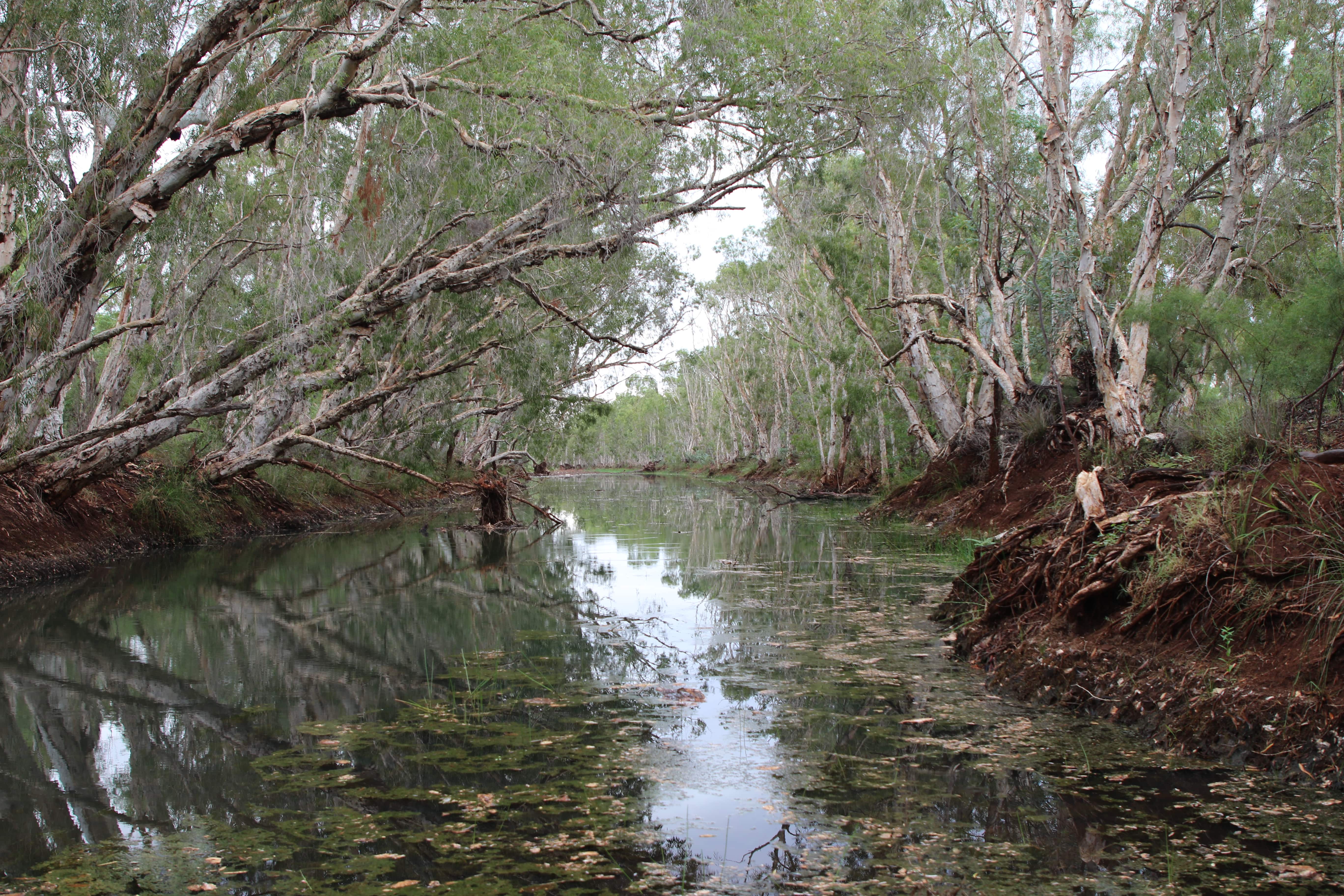 A calm river surrounded by eucalyptus trees with reflections on the water