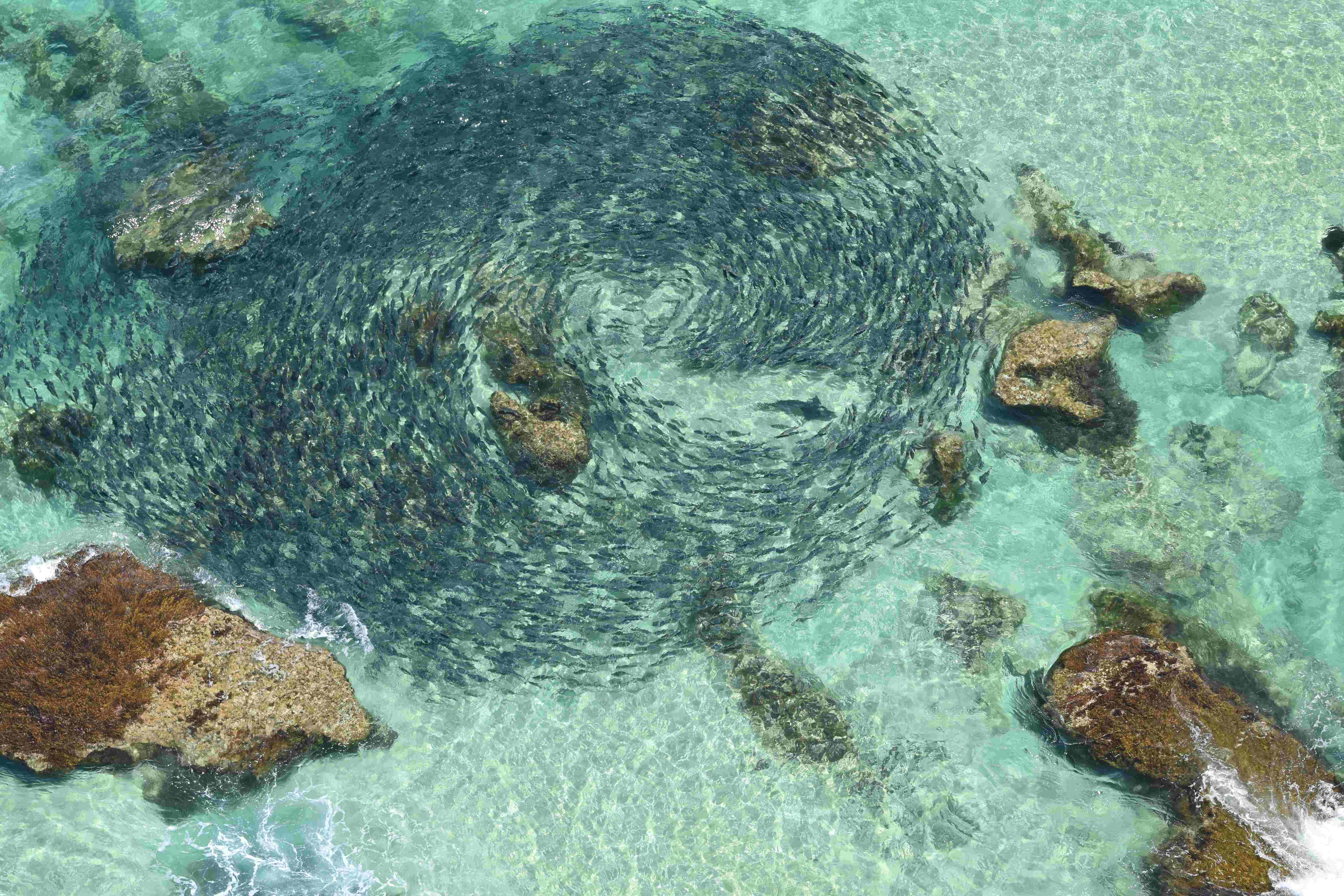 Photo Credit - Surf Lifesaving WA