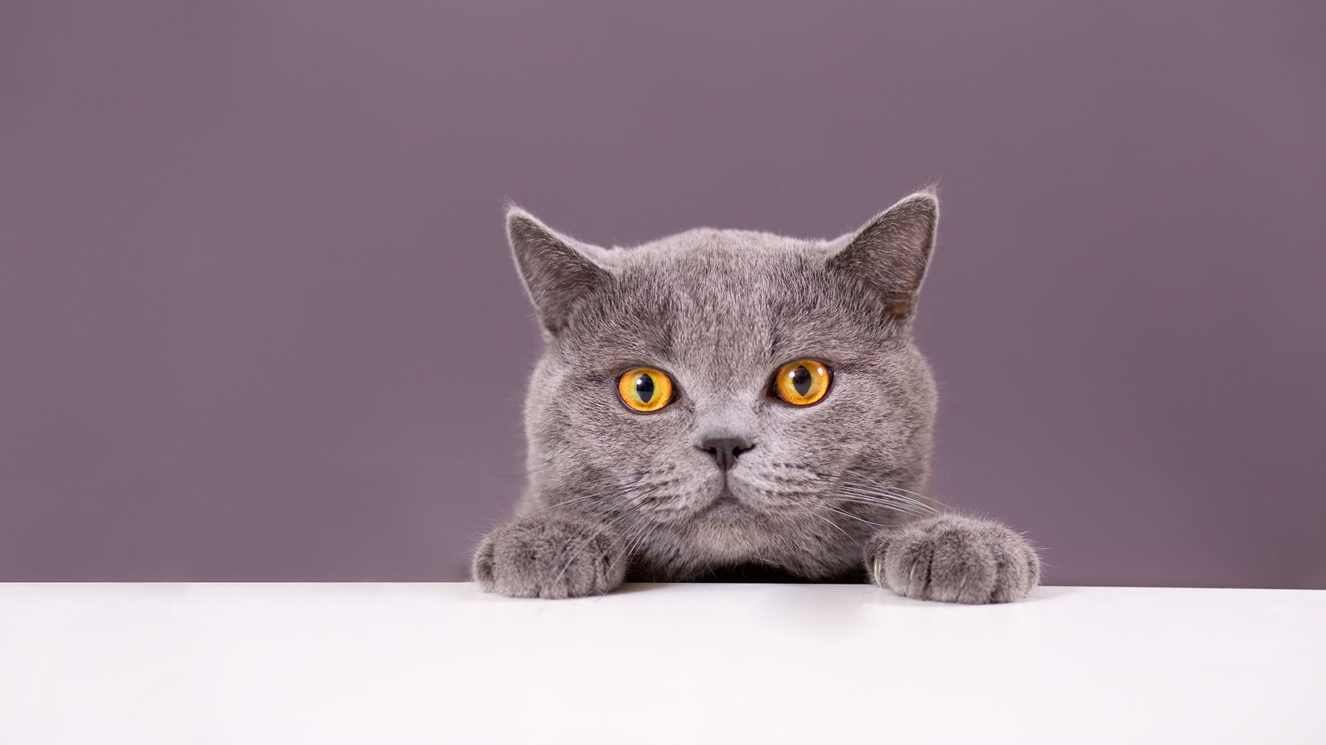 Cat Act review