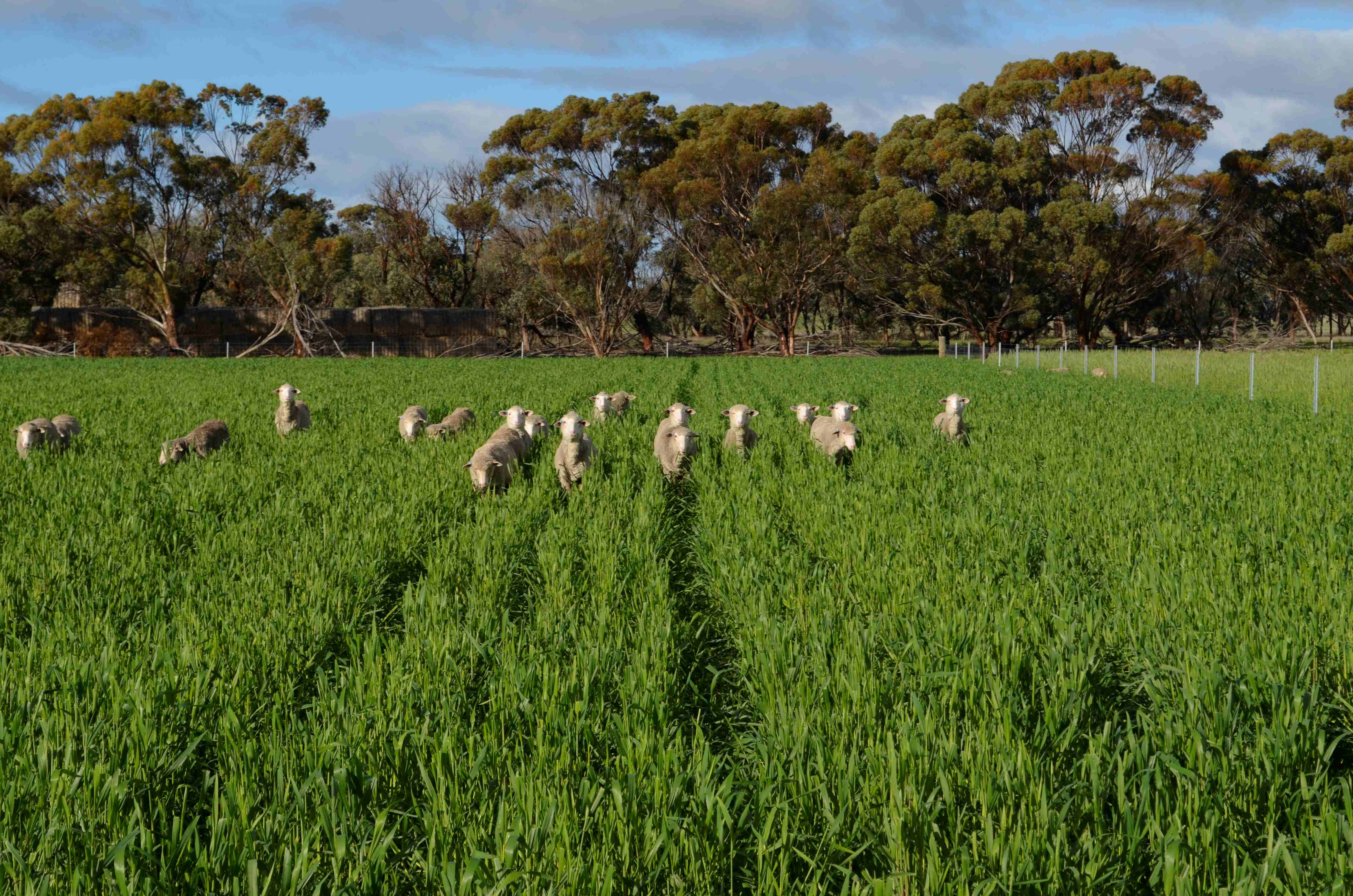 Sheep in a green paddock.