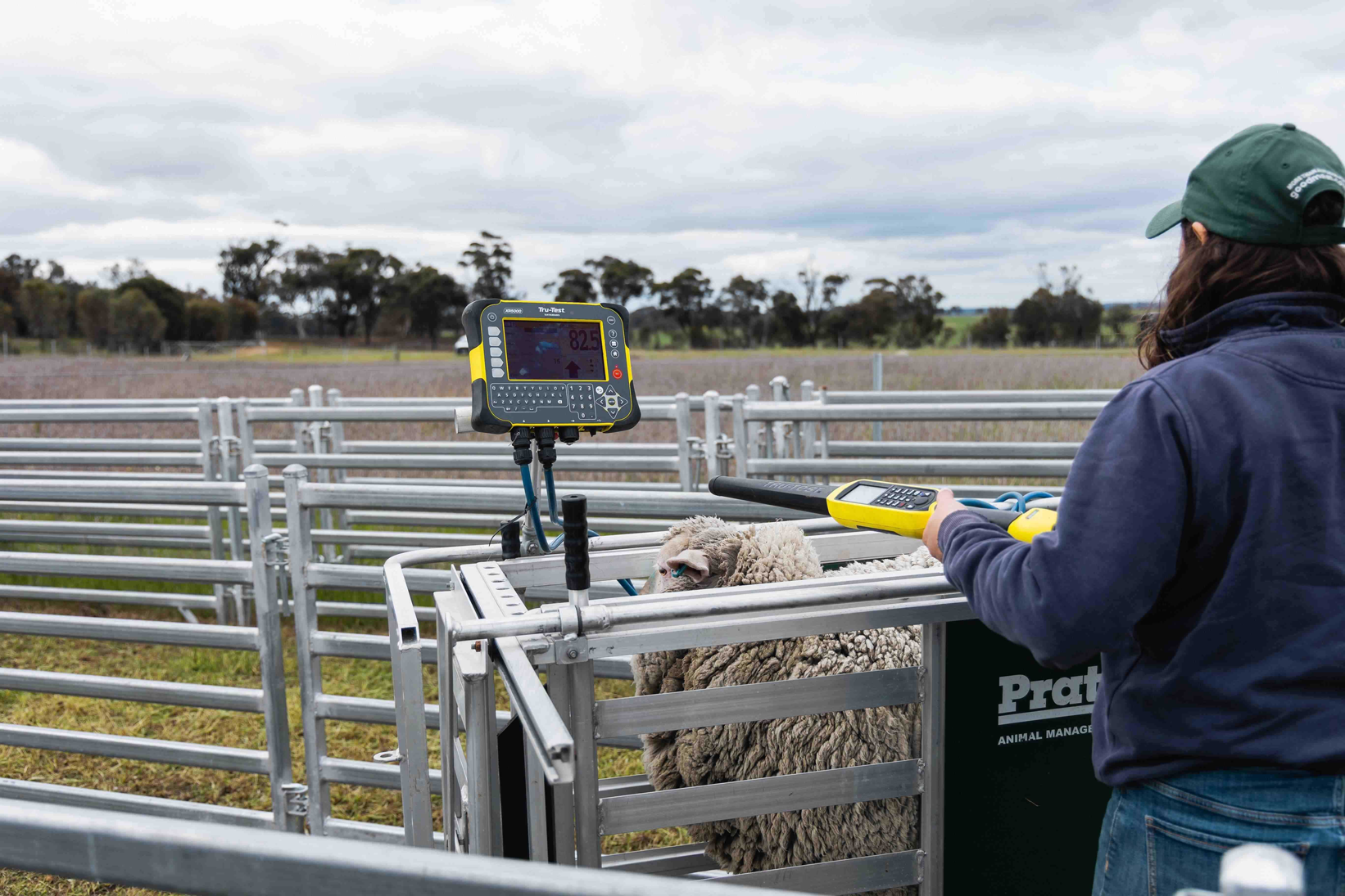 A person with an eID want in sheep yards.
