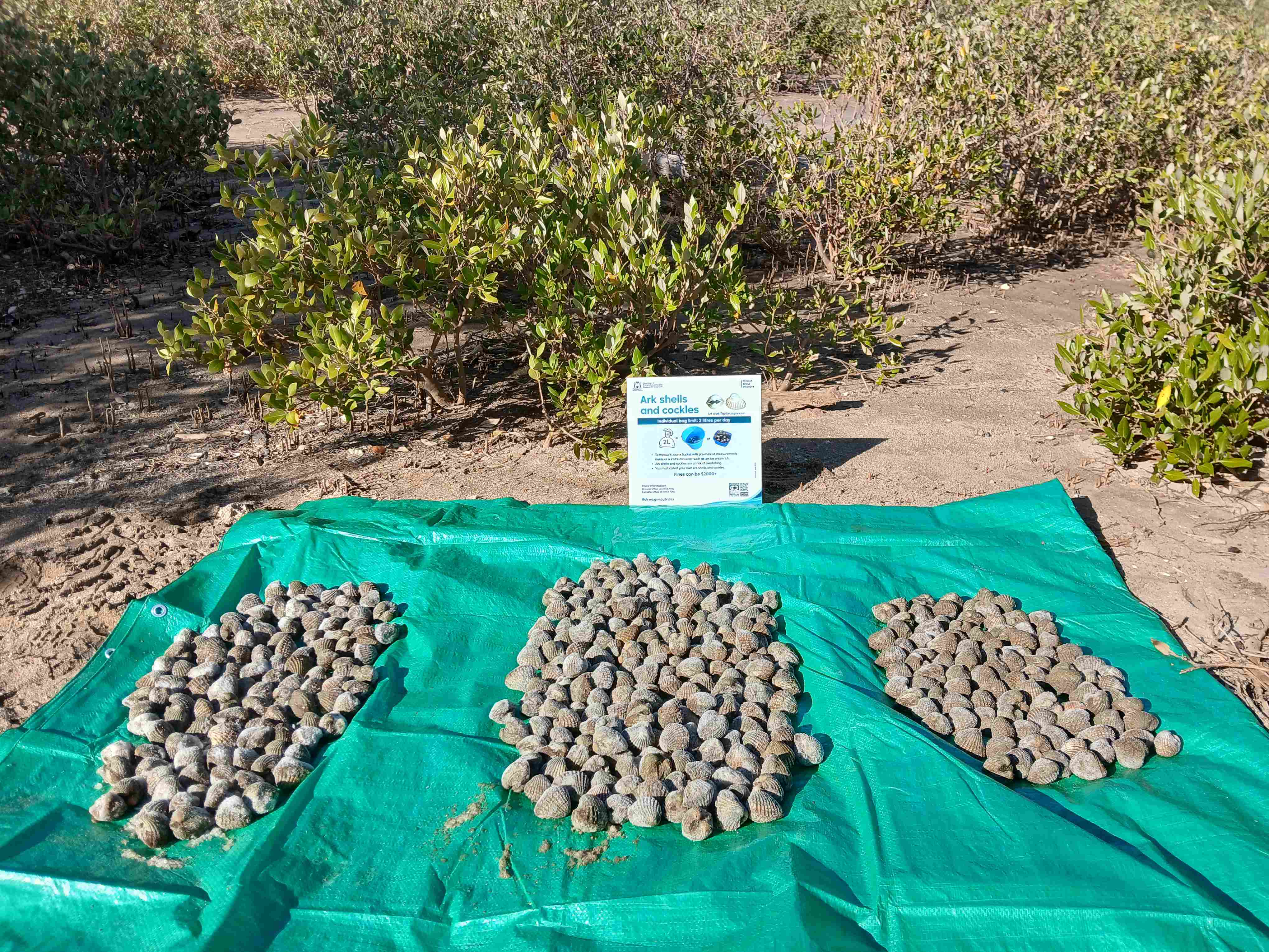 Ark shells seized from illegal fishing activity