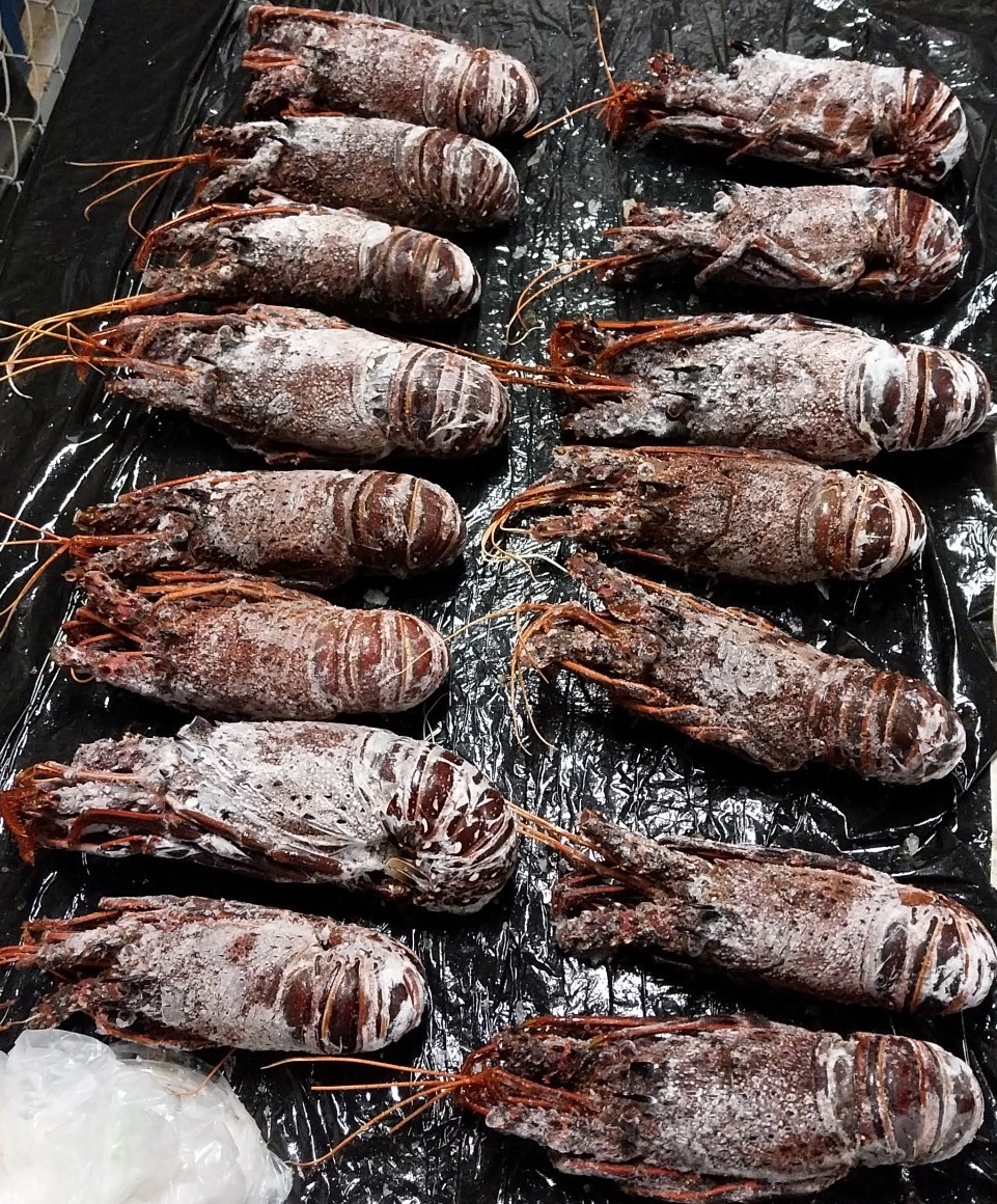 Some of the Western rock lobster seized as part of a targeted operation into alleged black market lobster sales.