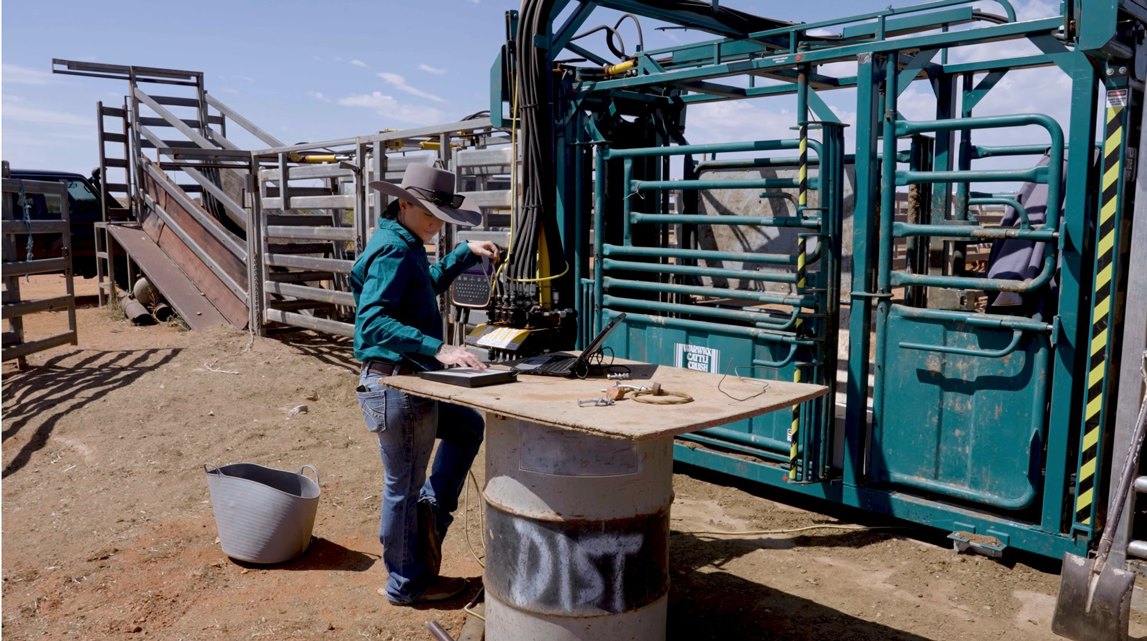 A woman standing near some cattle crates looking at a computer on a make-shift table.