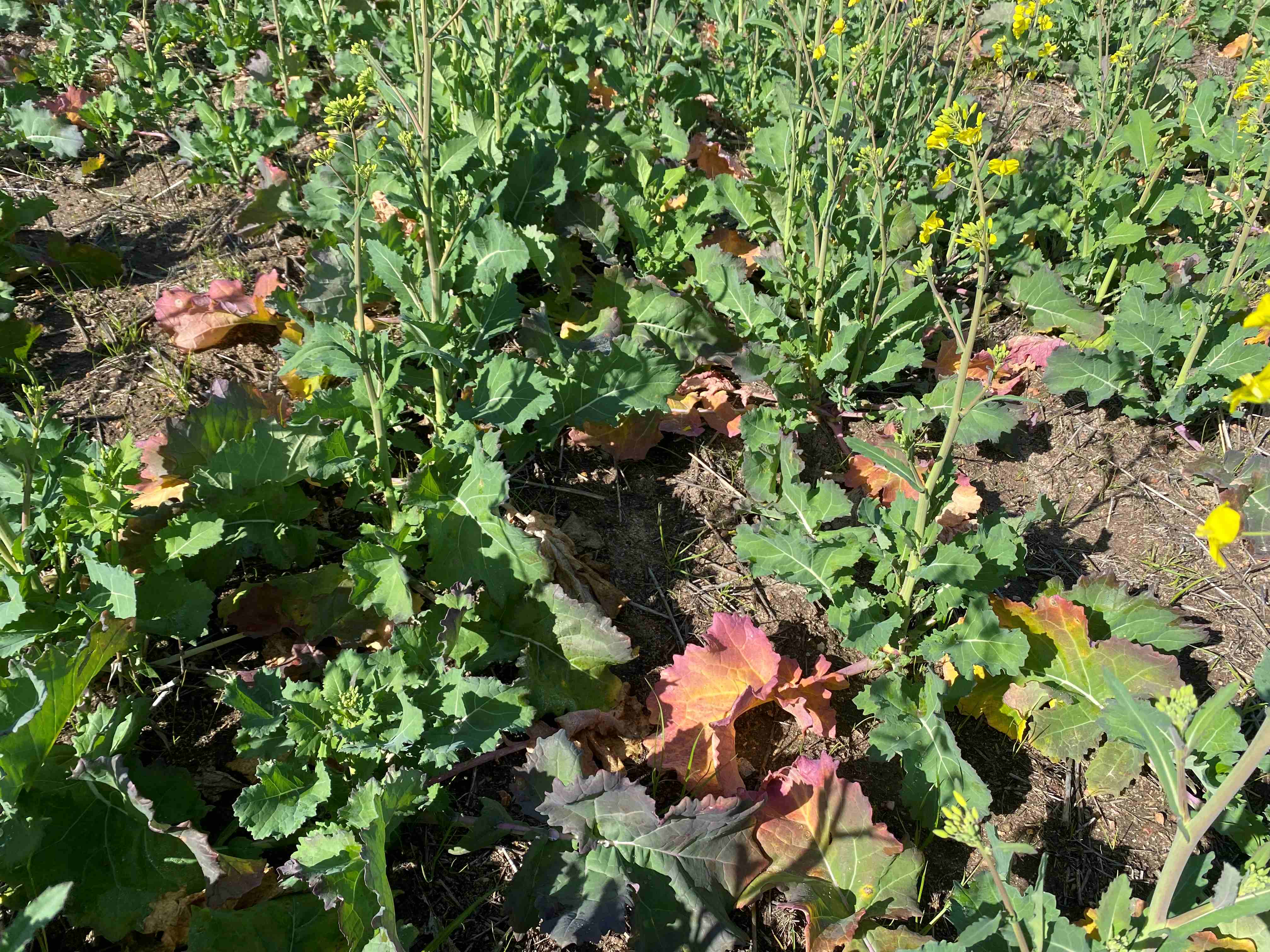 Red canola leaves in the middle of a patch of green leaves.