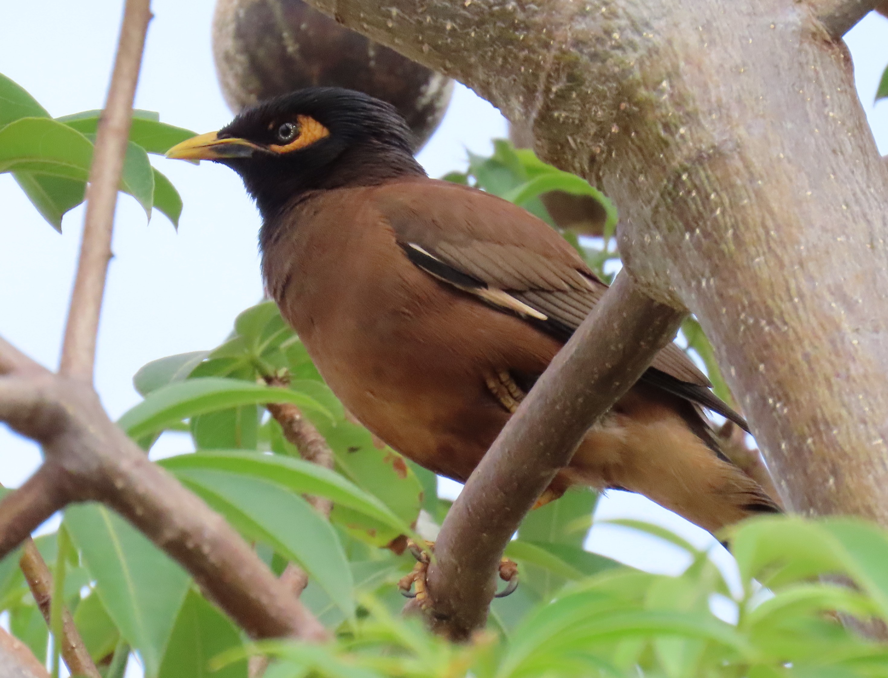 Common Myna