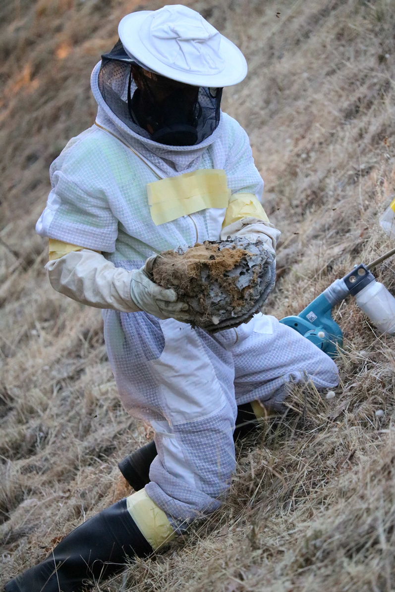 A person handling a European wasp nest